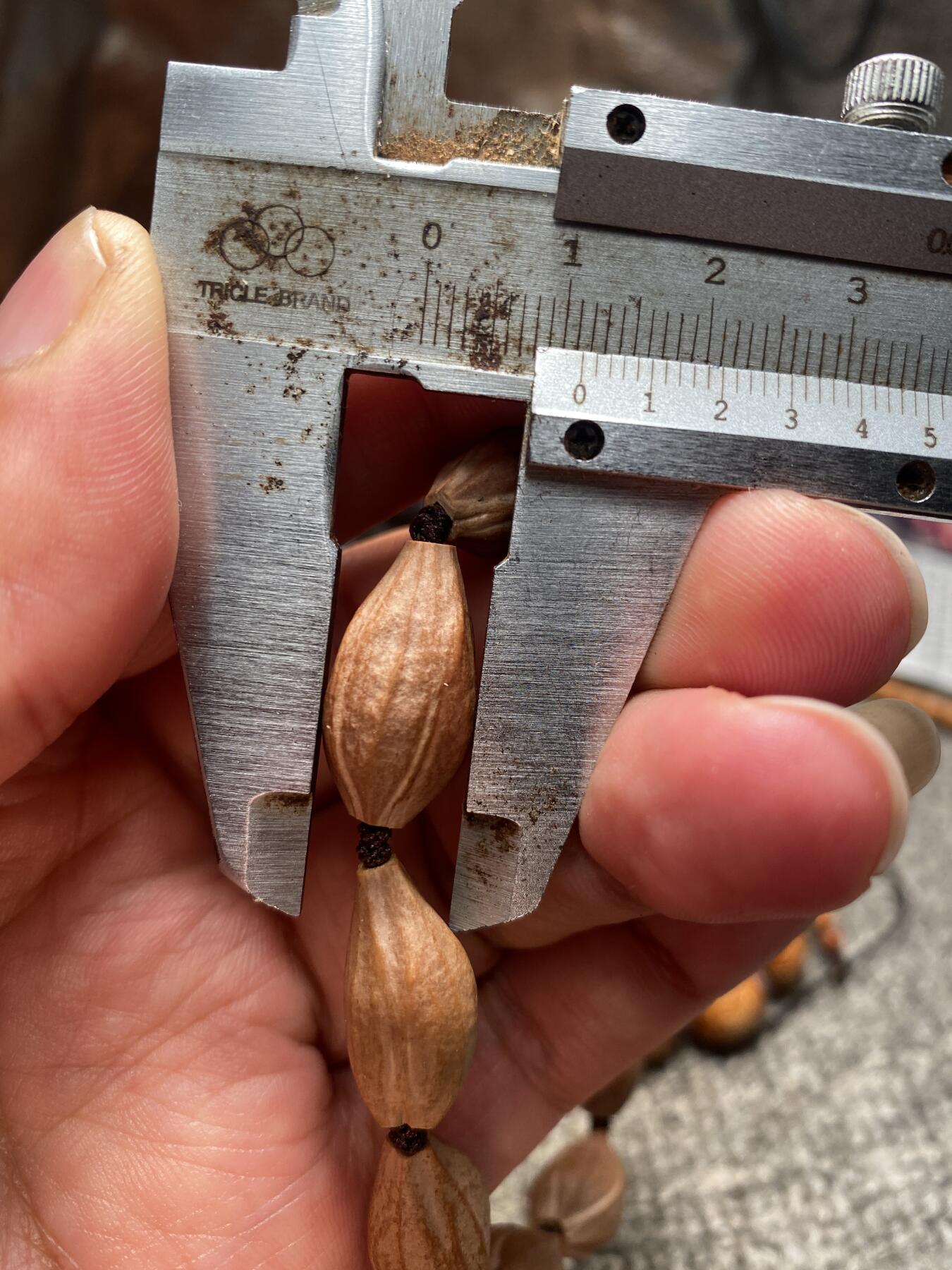 苏工核雕放漏价 苏工核雕天然原皮手串，铁核四花，核色红润，市场少见，尺寸1。15x2。1立体感十足喜欢的来