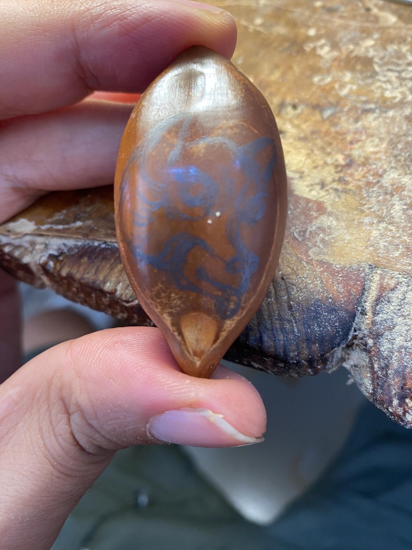 苏工核雕放漏价 苏工核雕纯手工雕刻，忠诚卫士，巴西大核手作，个性十足，美不胜收，尺寸2.7x5.7喜欢的来价格不贵