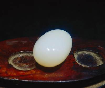 新疆和田羊脂白玉吊坠挂件，玉质油润细腻脂粉十足，无修原籽原皮，料子通体表面可见天然毛孔。克万，好玉不琢未打孔！可代镶嵌！尺寸:3.5cm*2.0cm*1.3cm.    克重:16.8g 新疆和田羊脂白玉吊坠挂件，玉质油润细腻脂粉十足，无修原籽原皮，料子通体表面可见天然毛孔。克万，好玉不琢未打孔！可代镶嵌！尺寸:3.5cm*2.0cm*1.3cm.    克重:16.8g