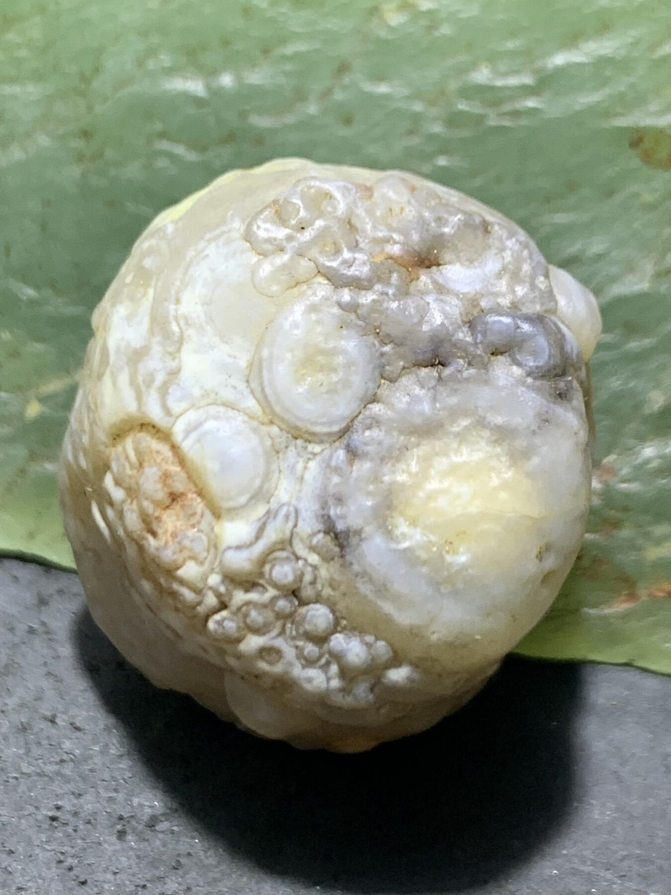 放福利！精美罕见天然高玉化白皮糖心料阿拉善籽纹筋脉玛瑙原石一颗，