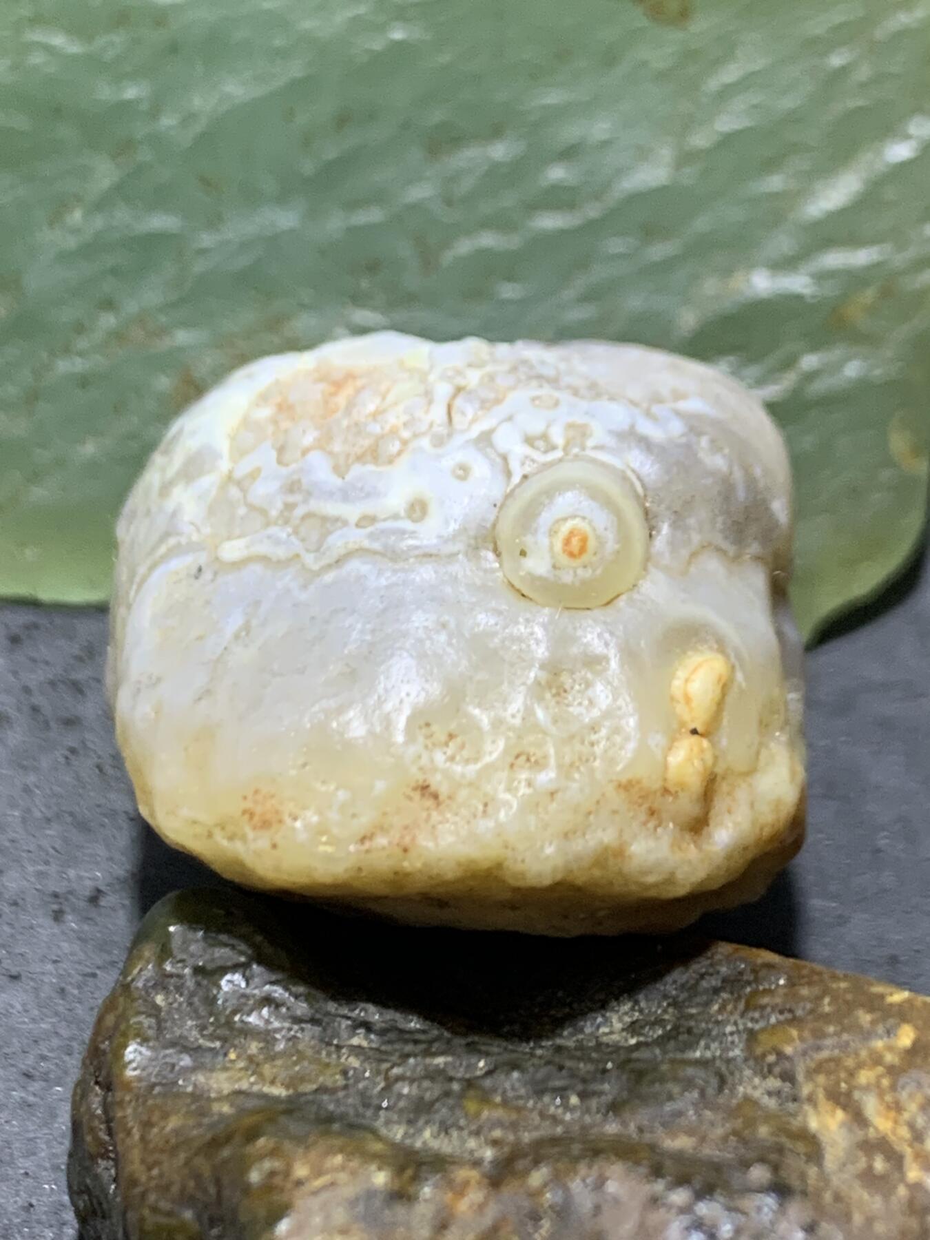 放福利！精美罕见天然高玉化白皮糖心料阿拉善籽纹筋脉玛瑙原石一颗，