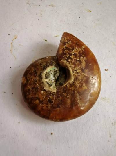 古麒杂物社（2）化石（三叶虫）专场一期 - 存在于中奥陶世至晚白垩世菊石