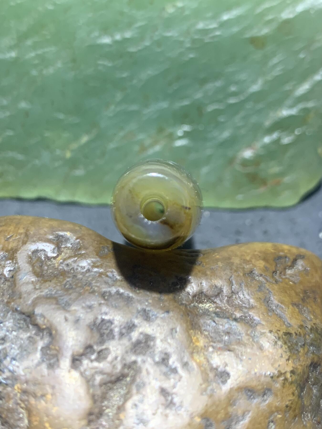 精美亚光高玉化草花纹巴西玛瑙手工俏色巧雕富贵有鱼桶珠一个！