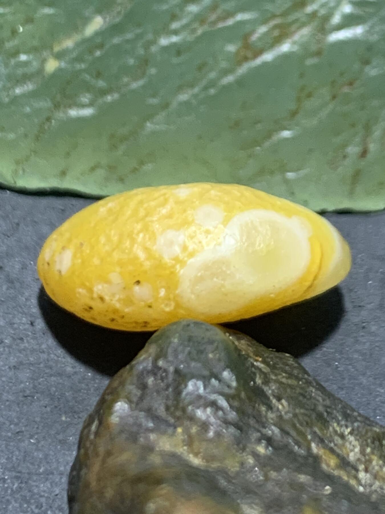 放福利！精美金沙鸡油黄8字天眼纹阿拉善玛瑙原石一颗