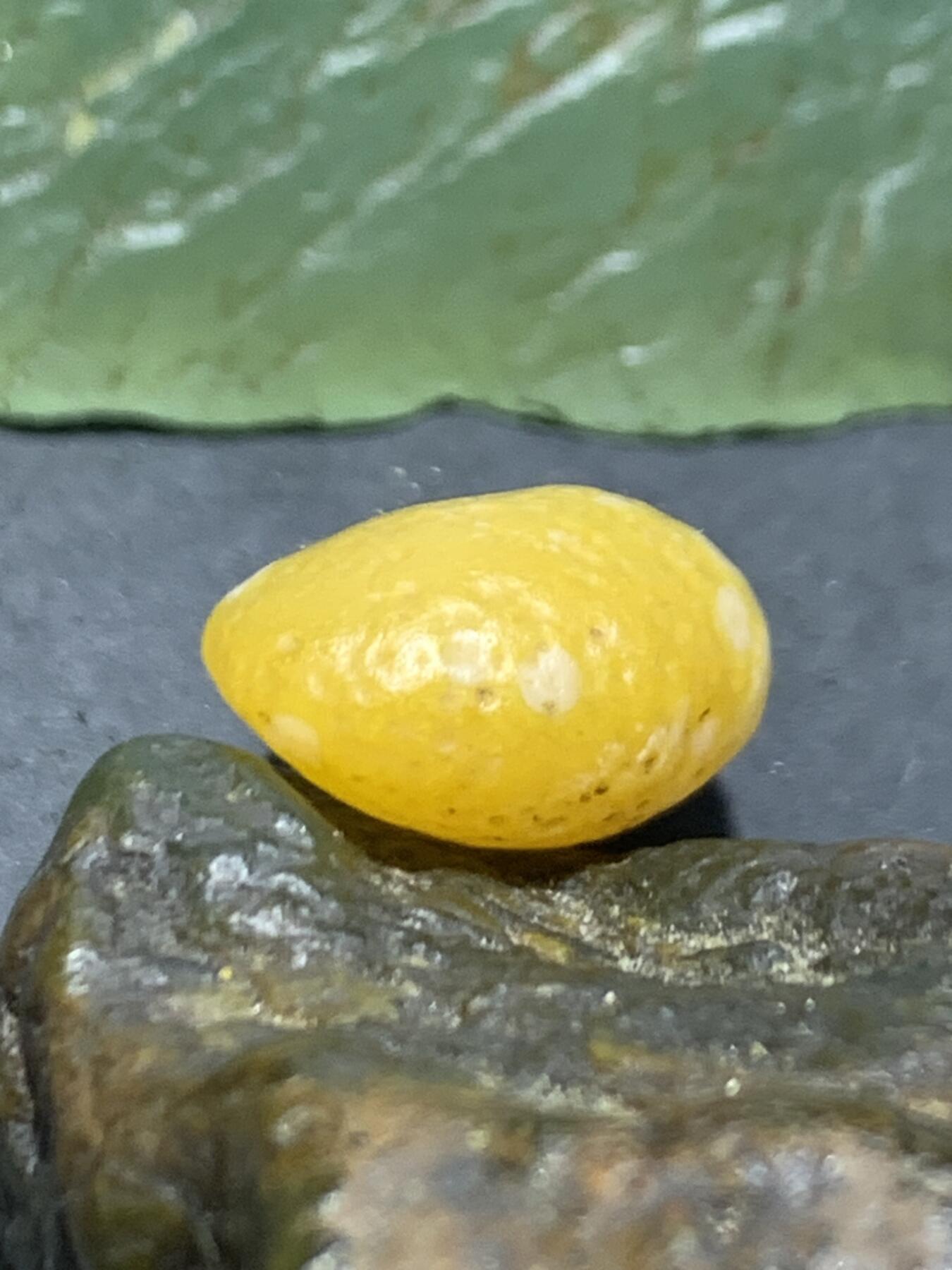 放福利！精美金沙鸡油黄8字天眼纹阿拉善玛瑙原石一颗