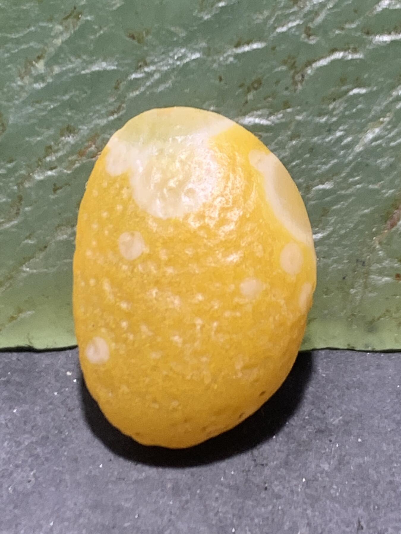 放福利！精美金沙鸡油黄8字天眼纹阿拉善玛瑙原石一颗