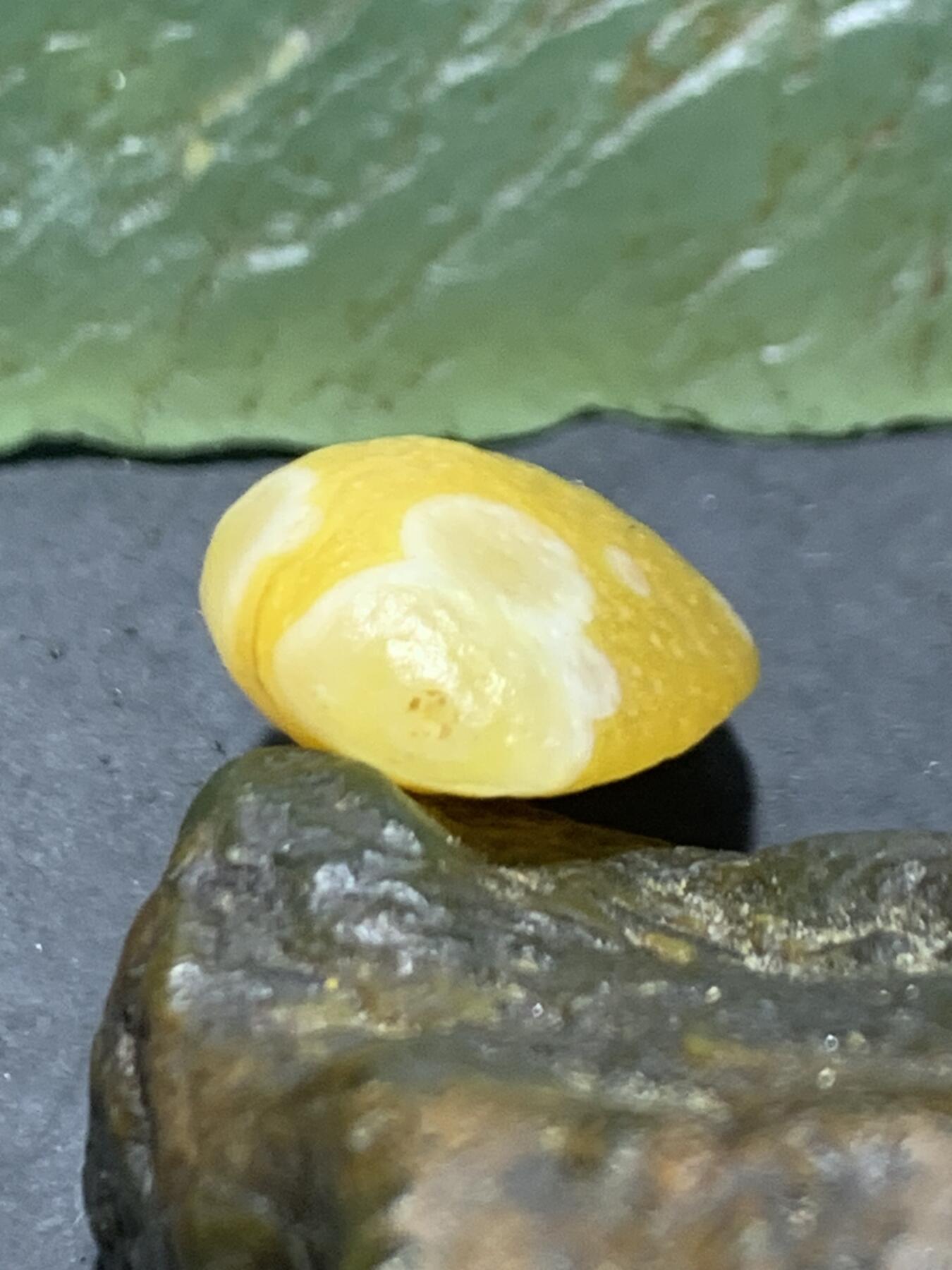 放福利！精美金沙鸡油黄8字天眼纹阿拉善玛瑙原石一颗