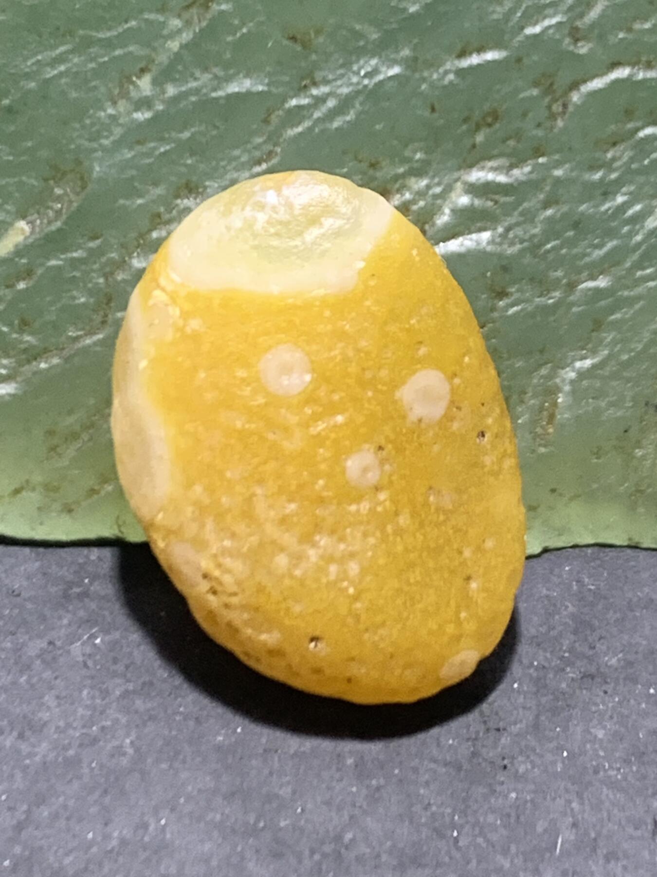 放福利！精美金沙鸡油黄8字天眼纹阿拉善玛瑙原石一颗