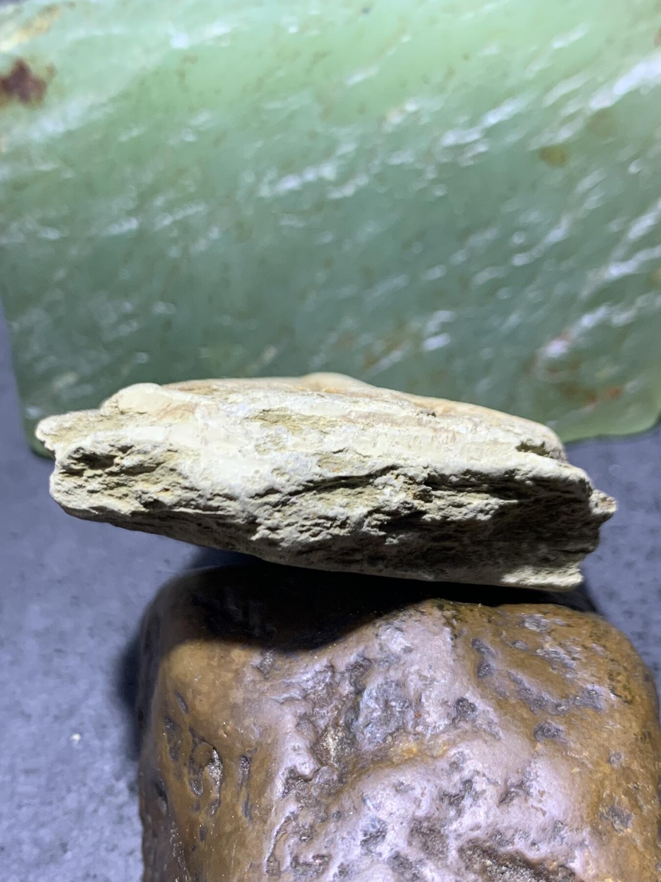 精美天然湘西三叶虫尾巴化石王冠虫张氏虫古生物化石标本原石一颗，