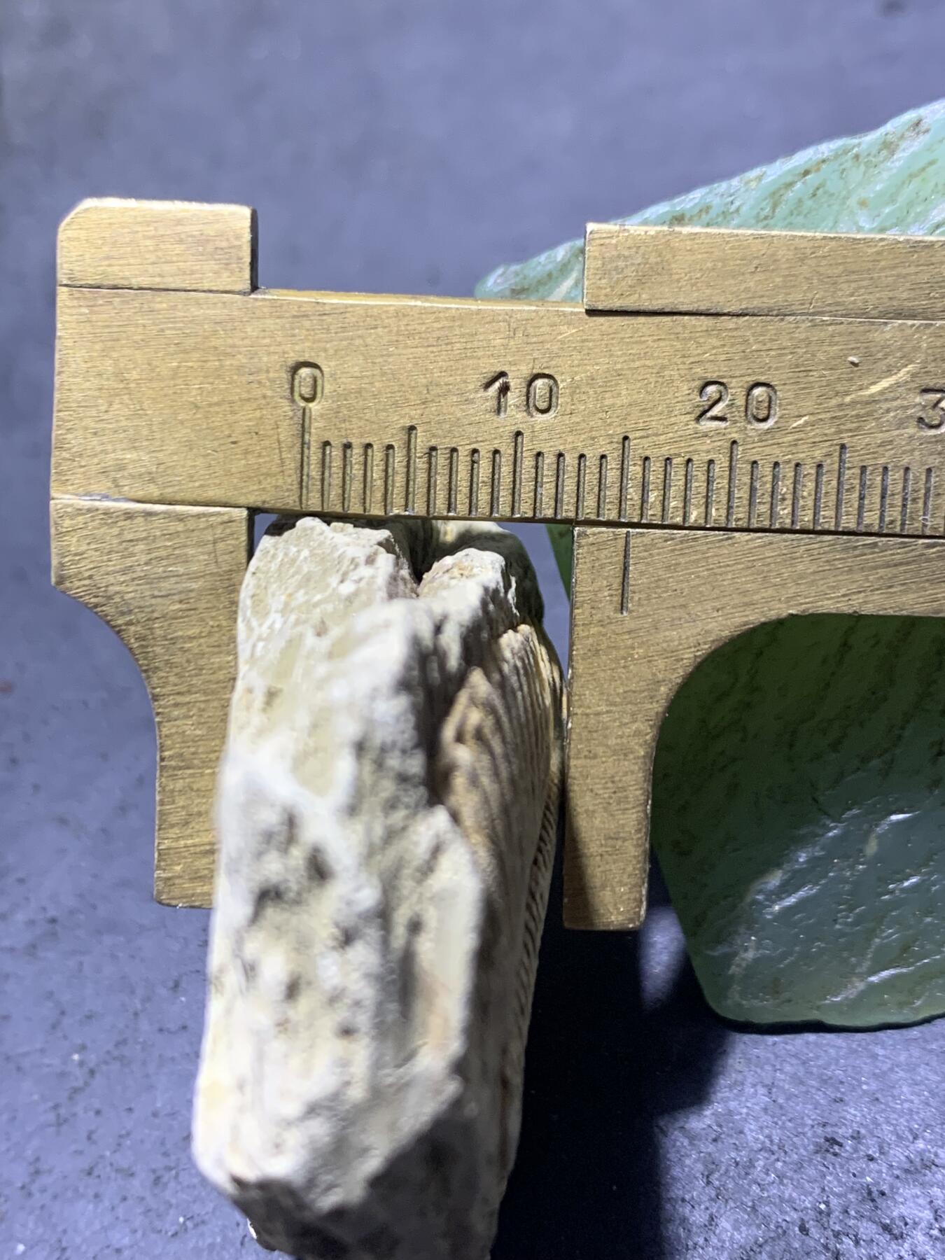 精美天然湘西三叶虫尾巴化石王冠虫张氏虫古生物化石标本原石一颗，