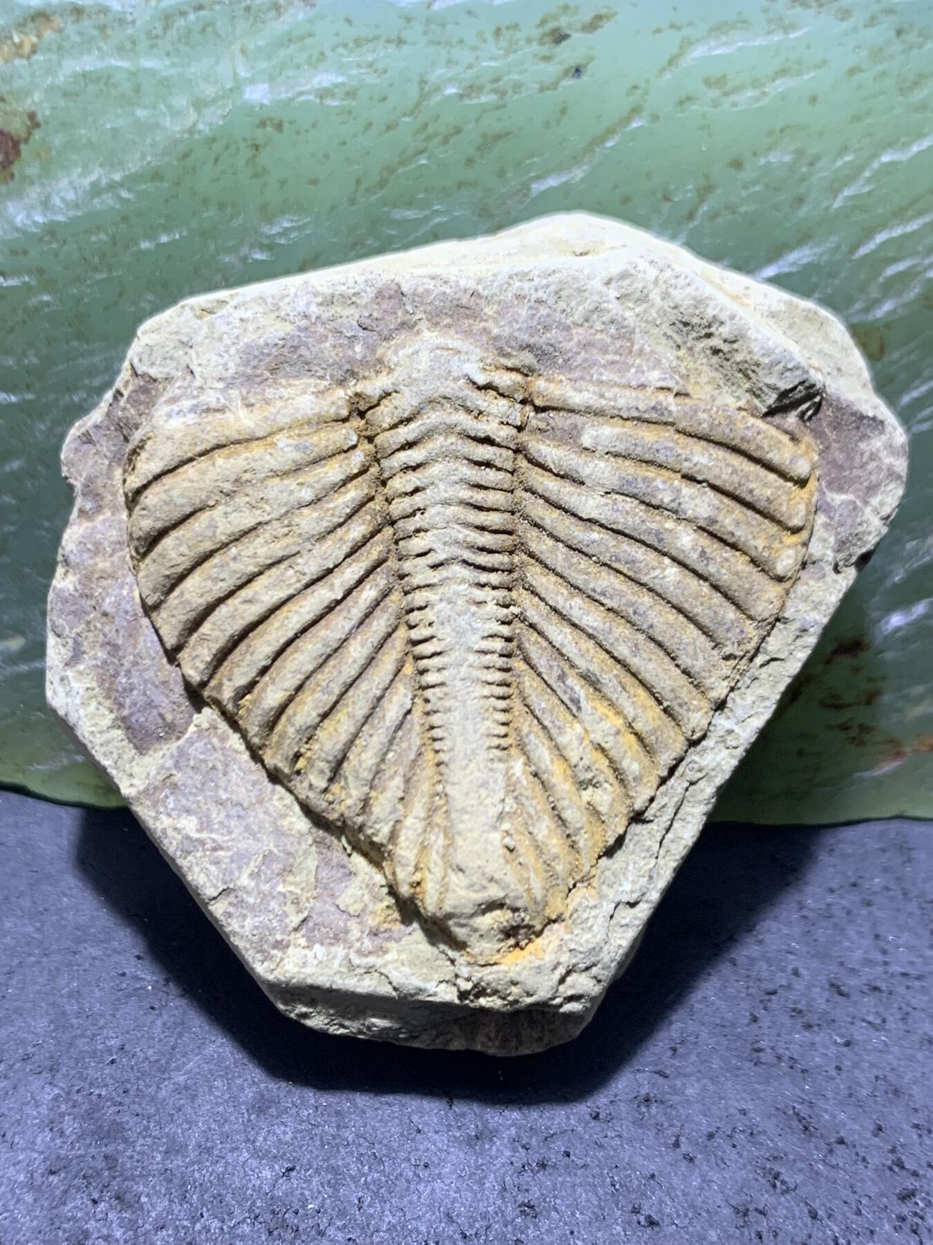 精美天然湘西三叶虫尾巴化石王冠虫张氏虫古生物化石标本原石一颗，