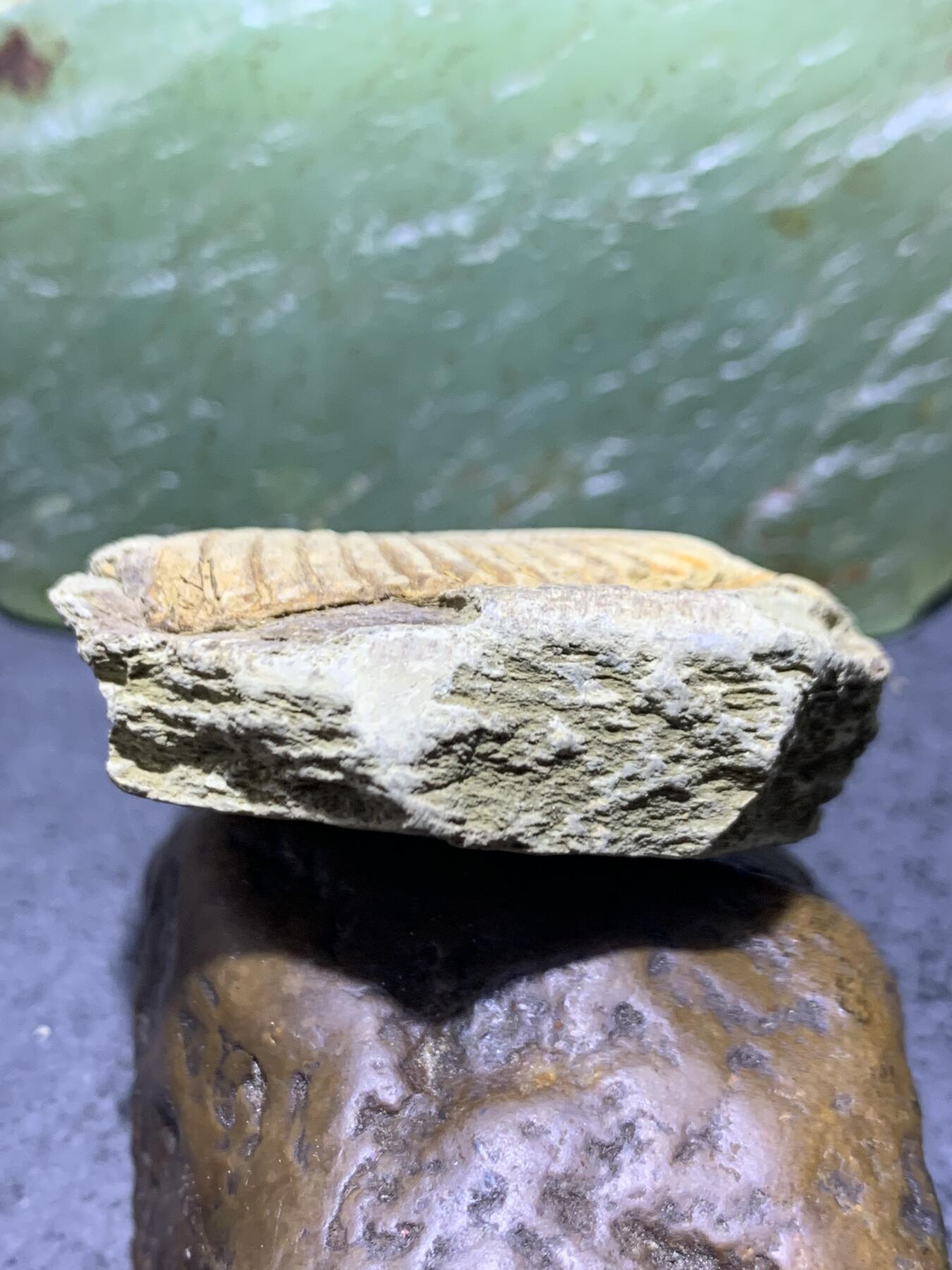 精美天然湘西三叶虫尾巴化石王冠虫张氏虫古生物化石标本原石一颗，