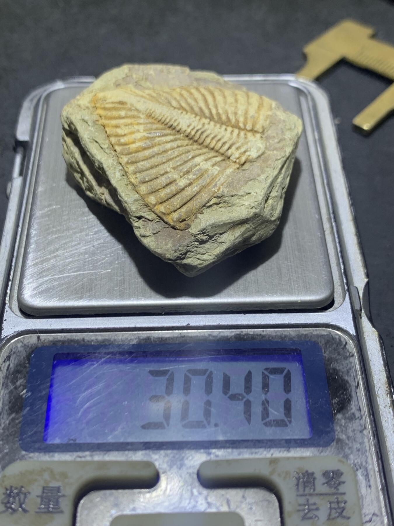 精美天然湘西三叶虫尾巴化石王冠虫张氏虫古生物化石标本原石一颗，