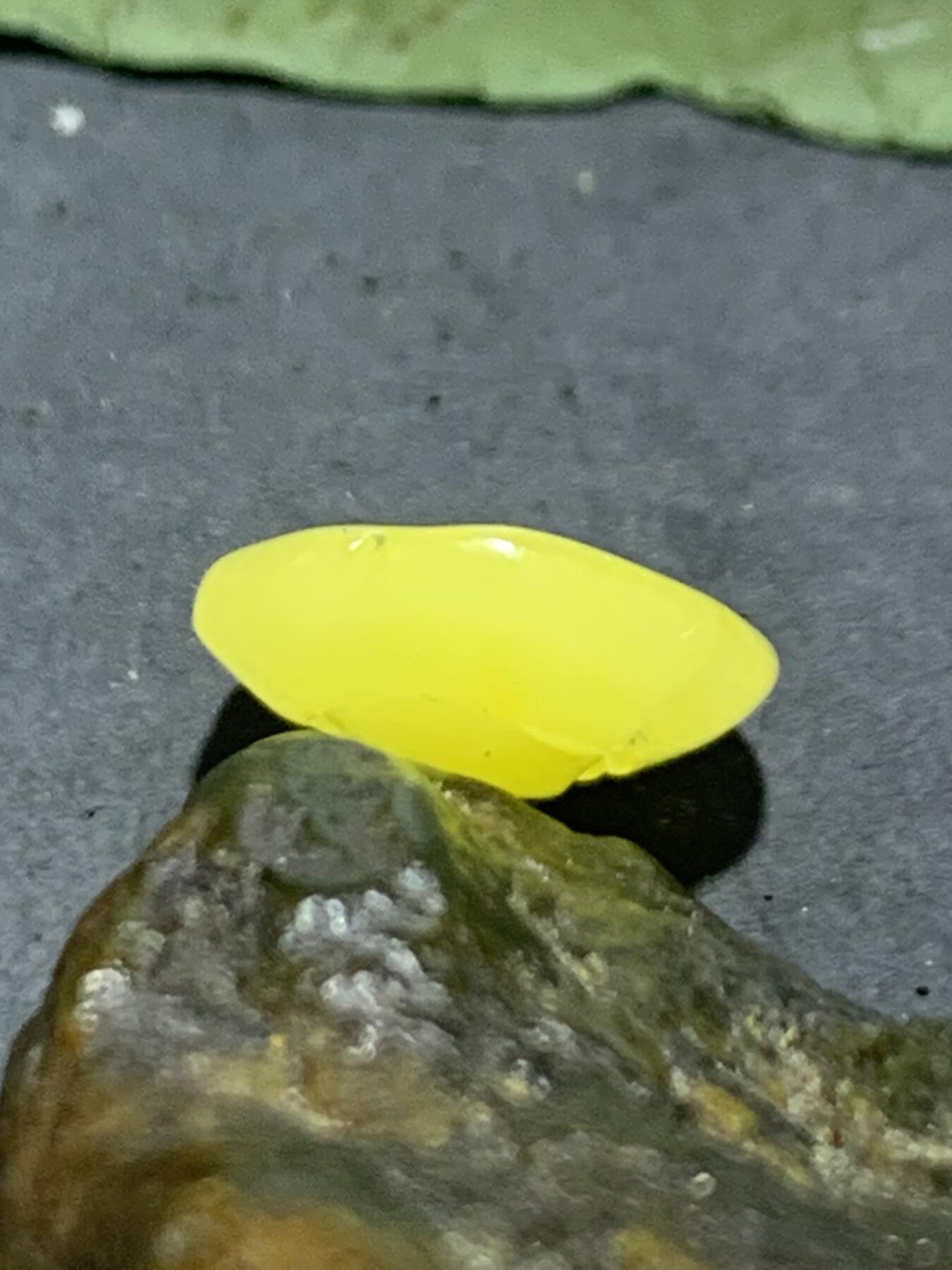 天然乌克兰蜜蜡雕刻莲蓬吊坠（扣子）一个，