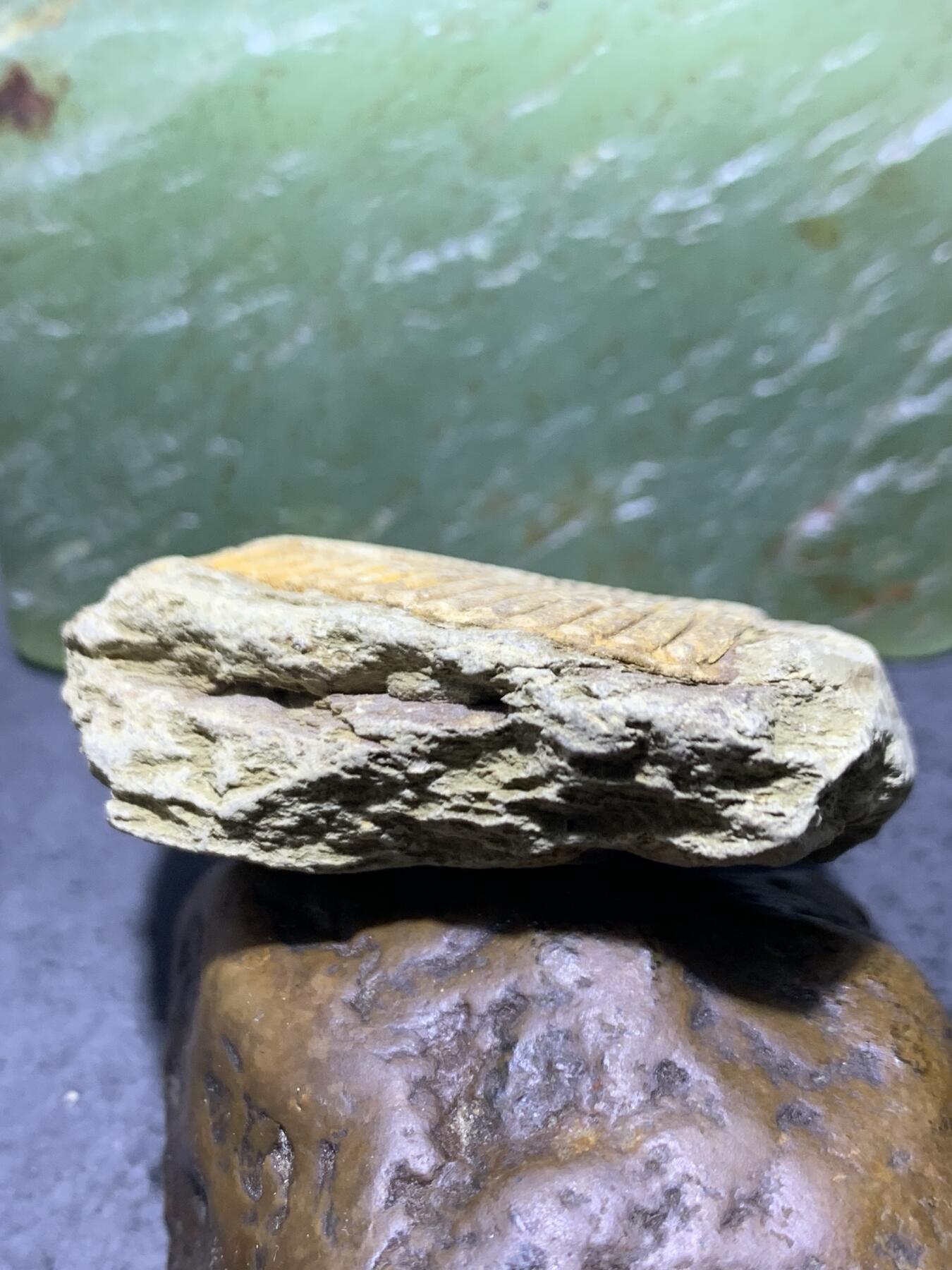 精美天然湘西三叶虫尾巴化石王冠虫张氏虫古生物化石标本原石一颗，