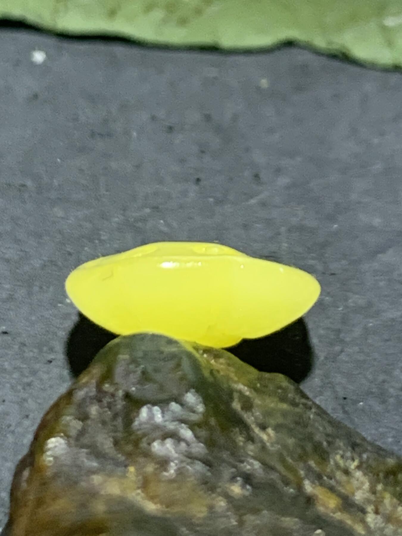 天然乌克兰蜜蜡雕刻莲蓬吊坠（扣子）一个，