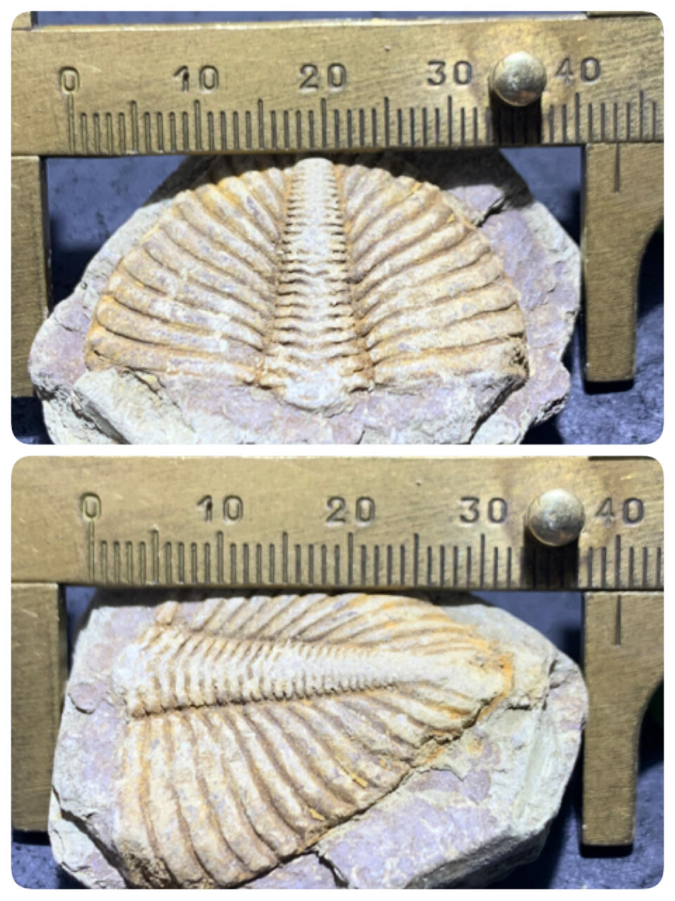 精美天然湘西三叶虫尾巴化石王冠虫张氏虫古生物化石标本原石一颗，