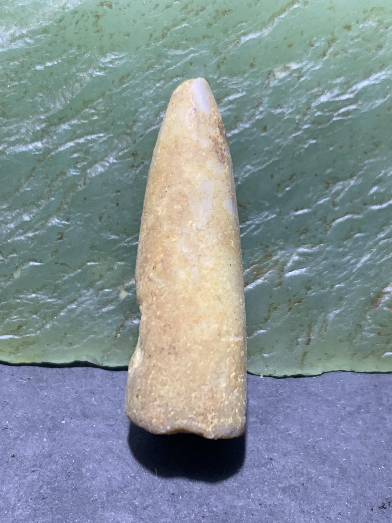 精美天然箭石震笔石震旦角石喇叭角石古生物化石原石一颗，