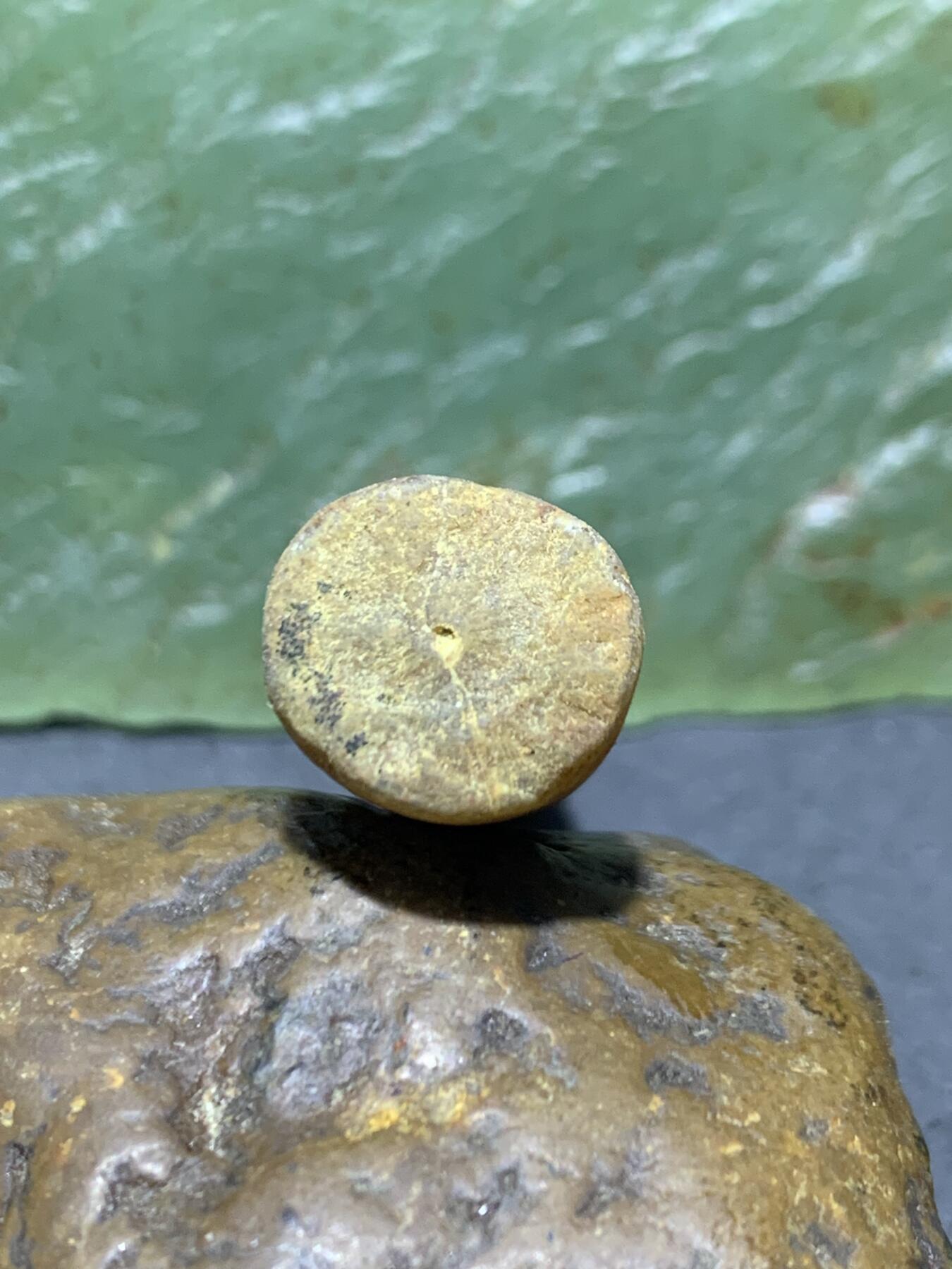 精美天然箭石震笔石震旦角石喇叭角石古生物化石原石一颗，