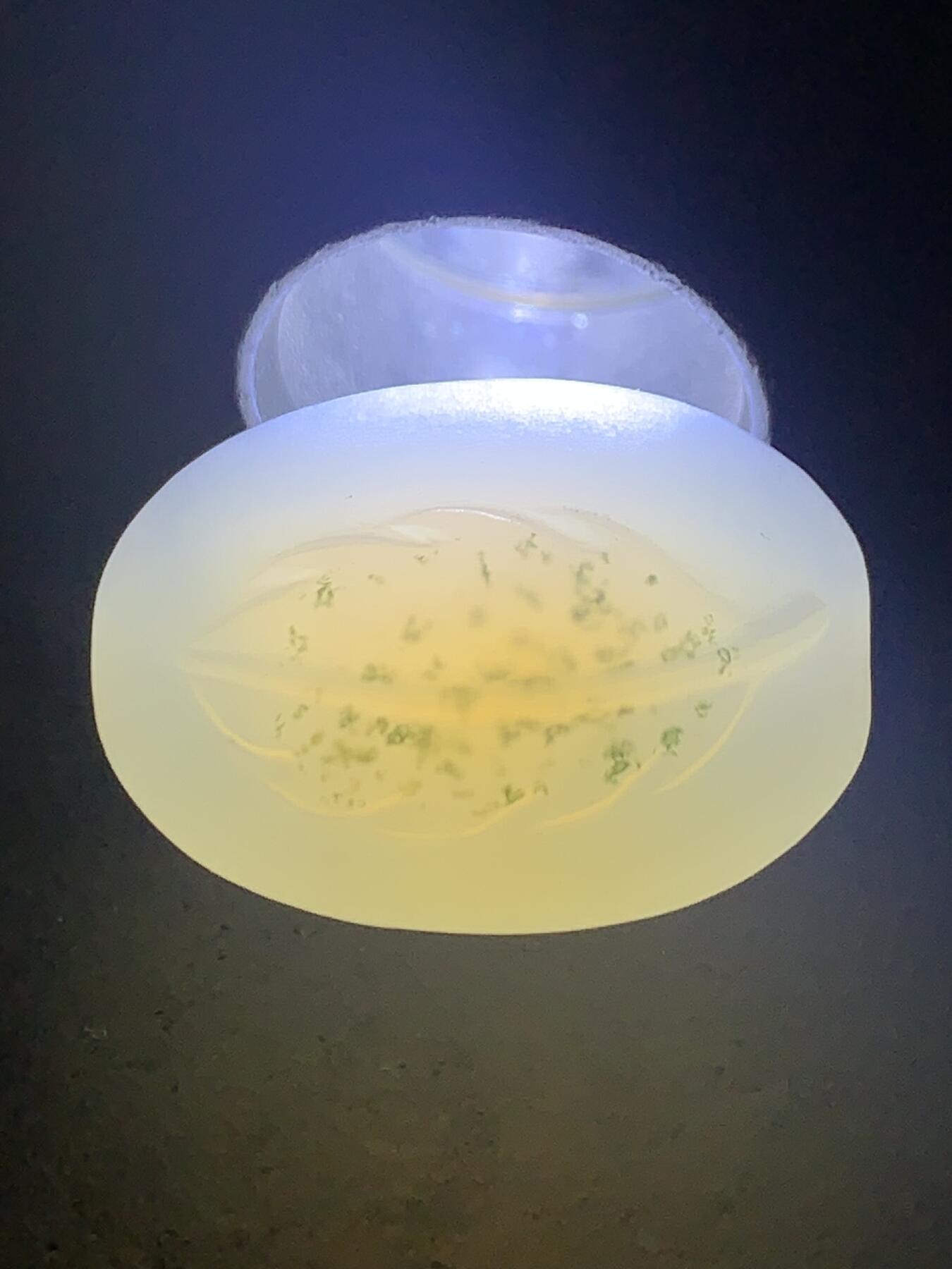 高玉化亚光原皮海洋玉髓手工俏色巧雕树叶随形通货桶珠一个！