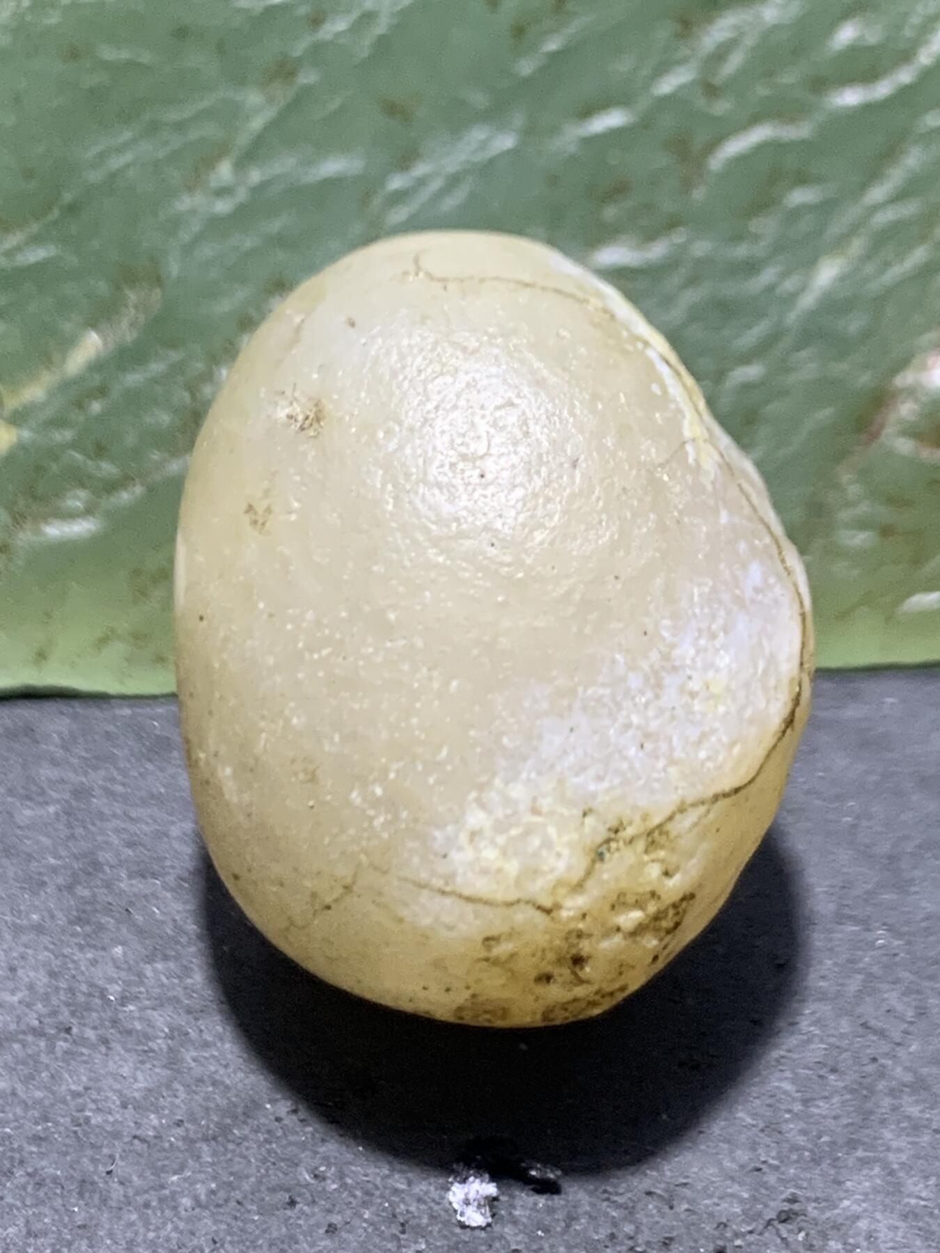 放福利！精美天然阿拉善白玛瑙双天眼原石一颗，