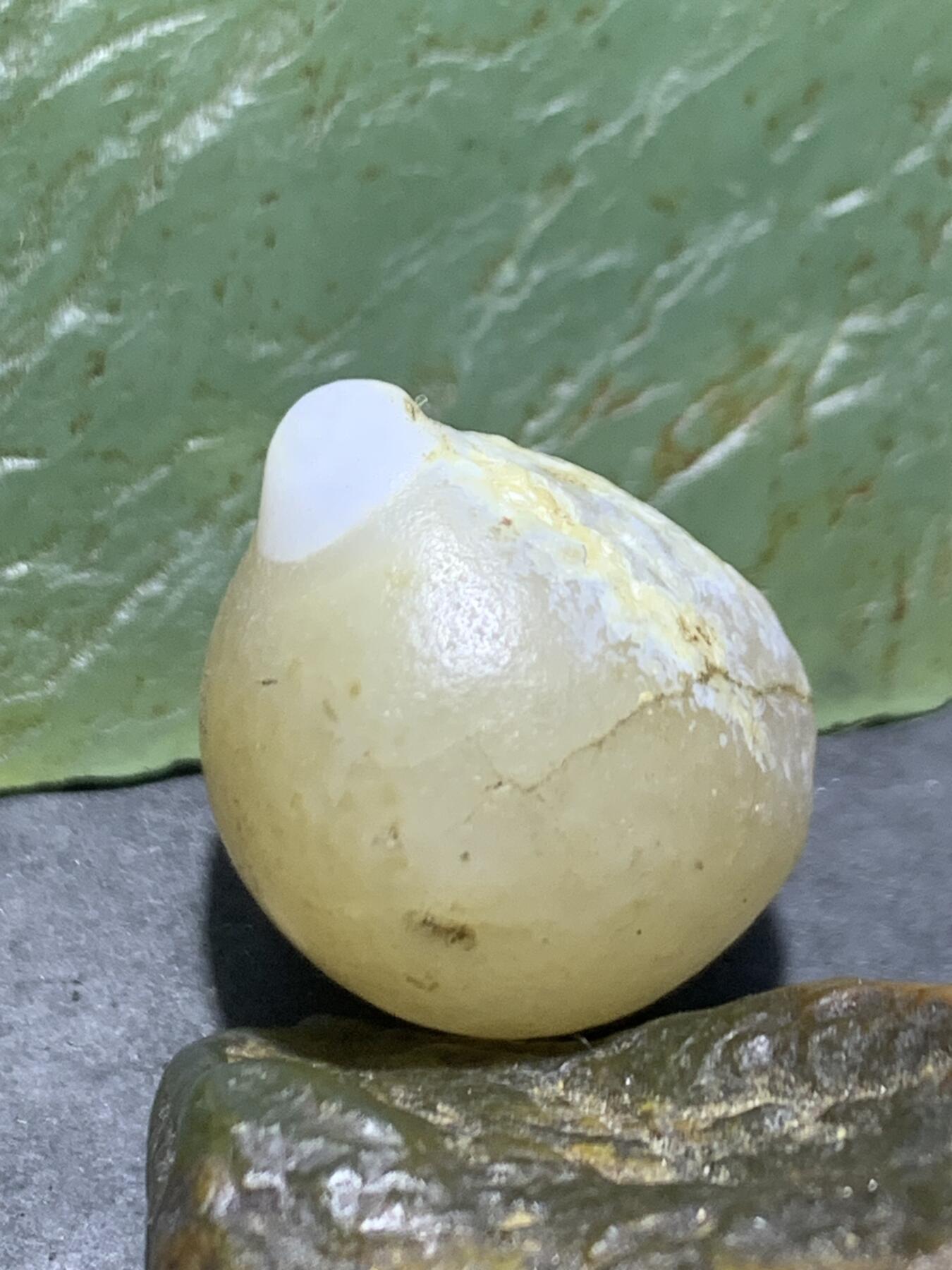 放福利！精美天然阿拉善白玛瑙双天眼原石一颗，