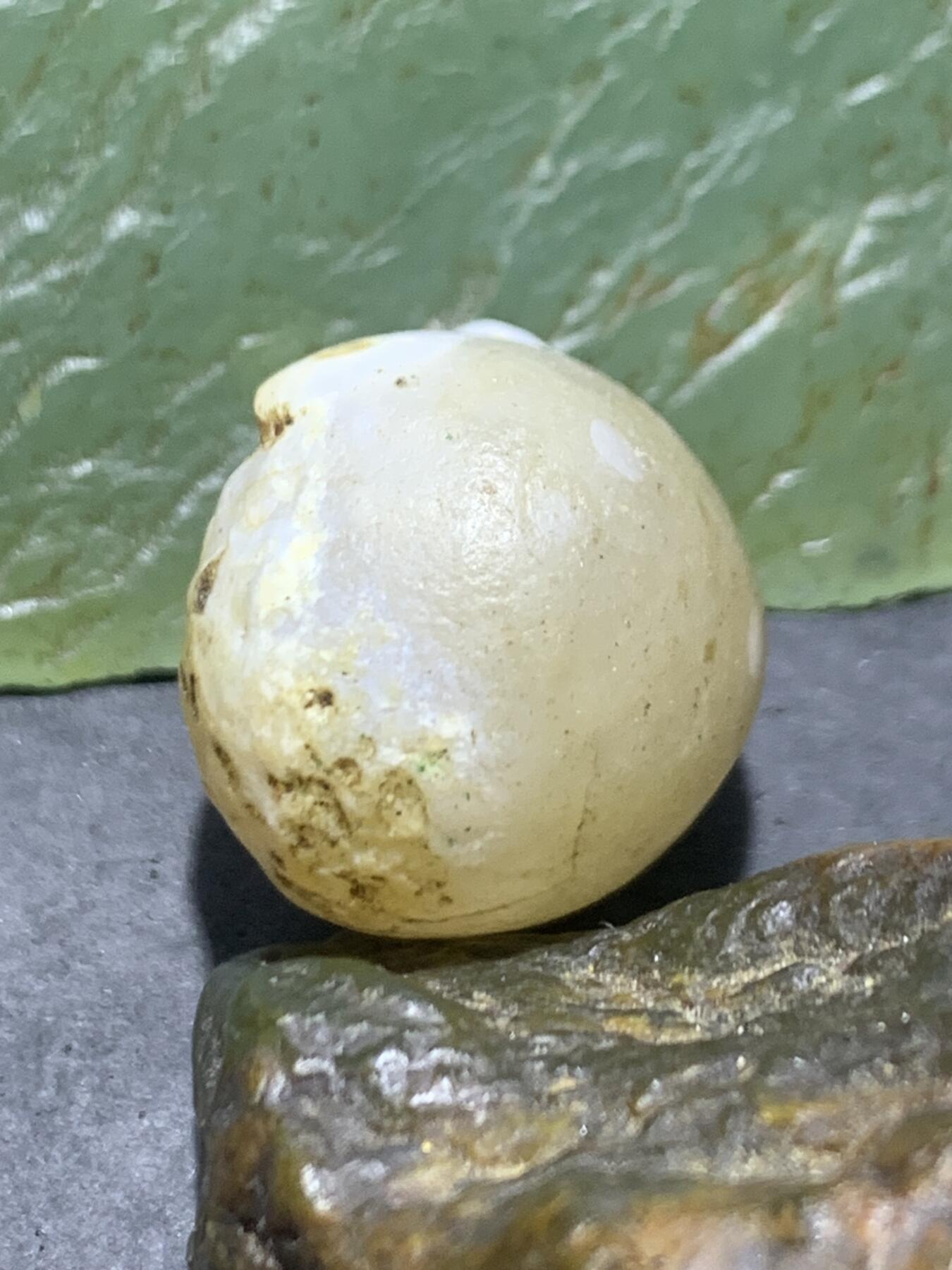 放福利！精美天然阿拉善白玛瑙双天眼原石一颗，