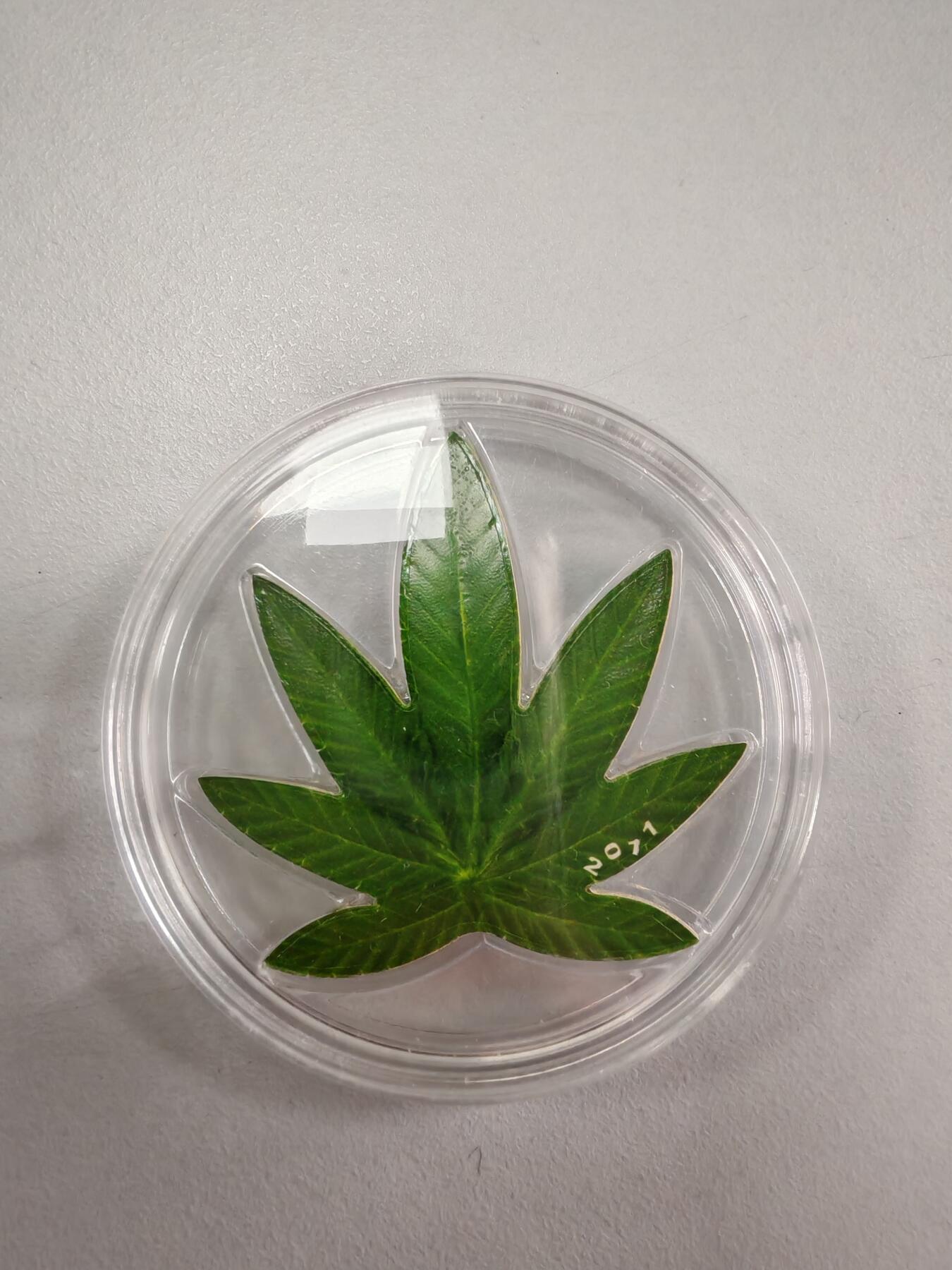 长老汇龙年精选第三十四场拍卖 2011贝宁大麻叶100法郎异形香味镀银彩色精制铜币，2500枚，打开盒盖有大麻味，醒神