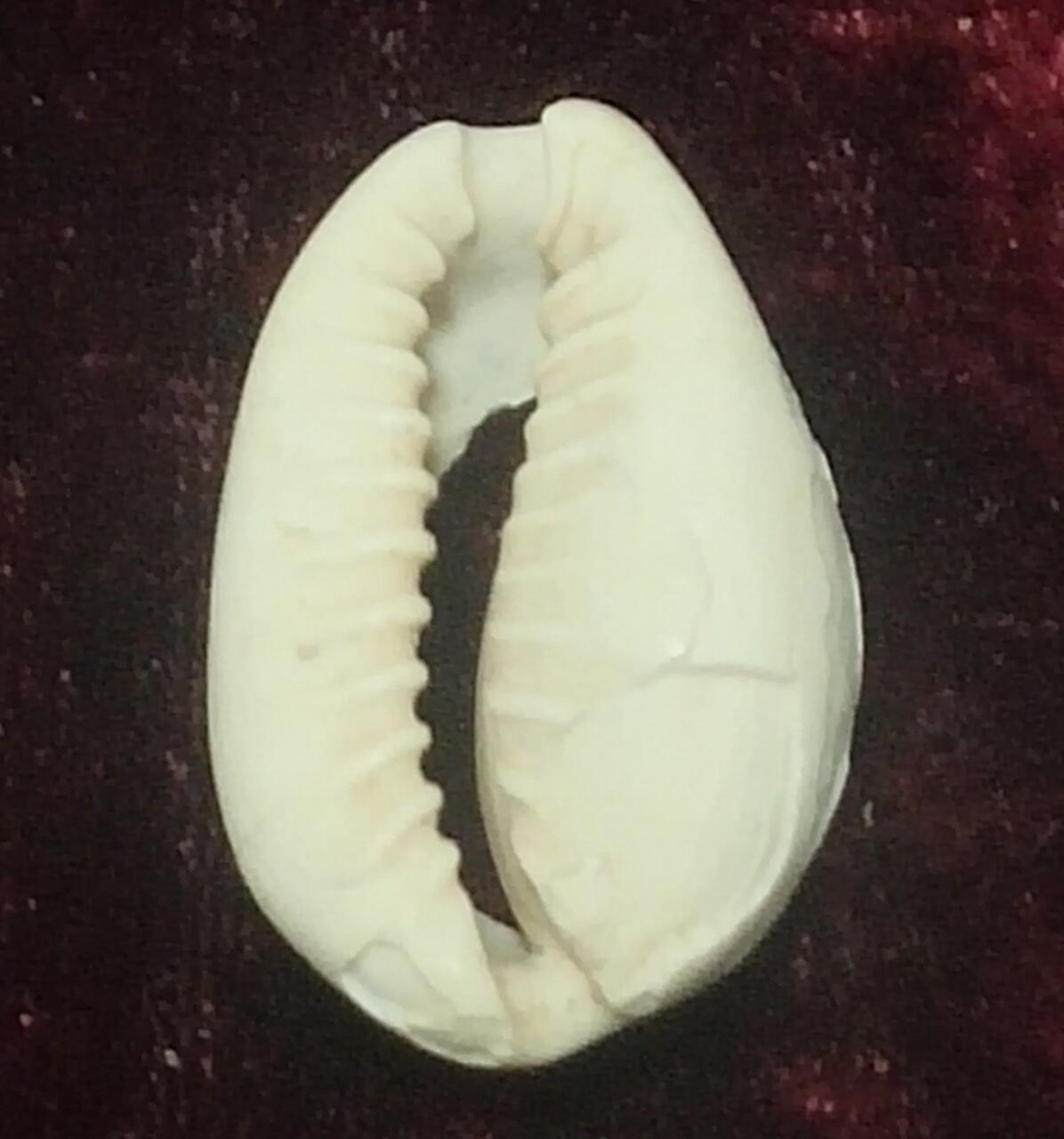 一元起拍，邮票，古币，纸币97场