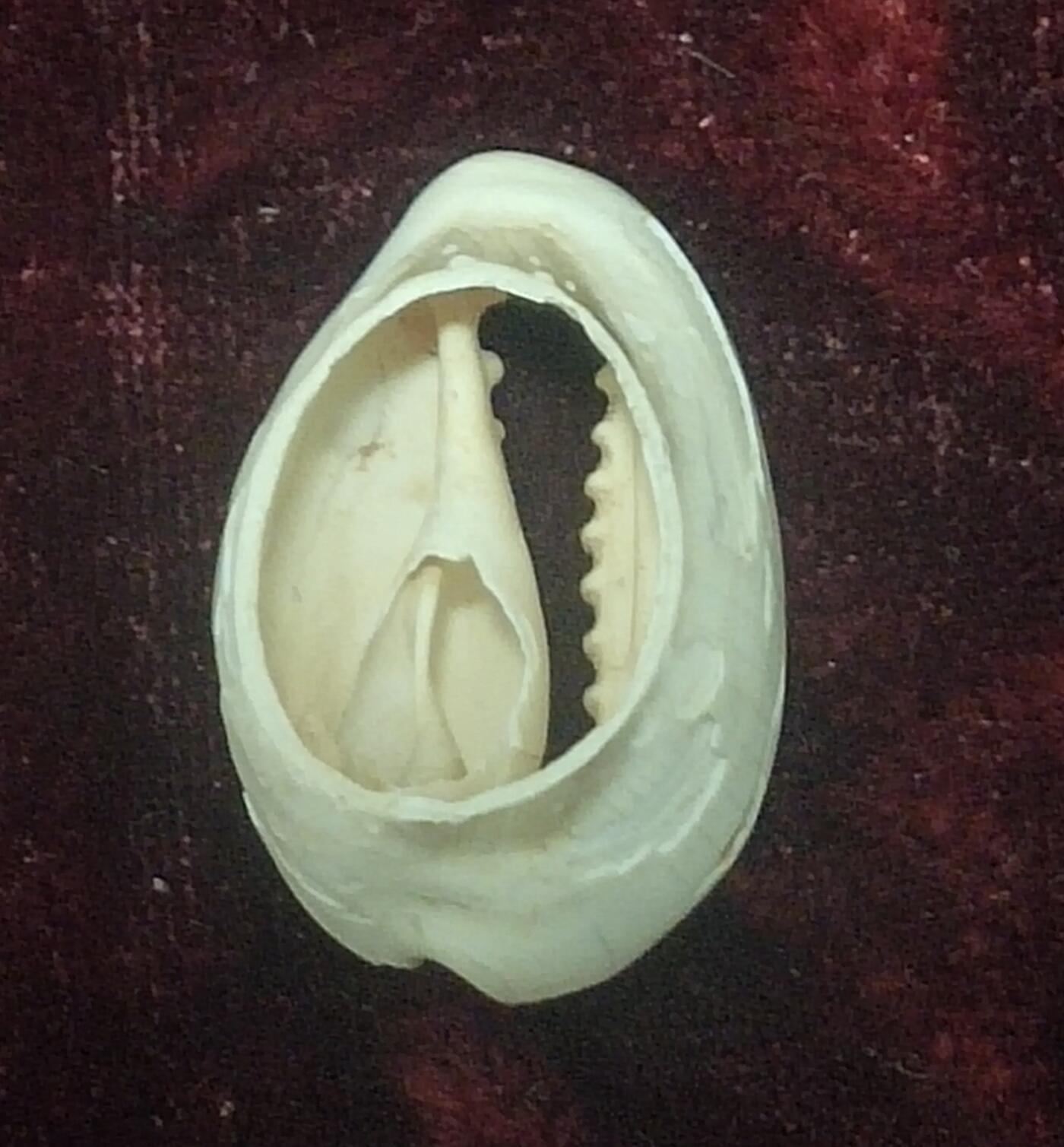 一元起拍，邮票，古币，纸币97场