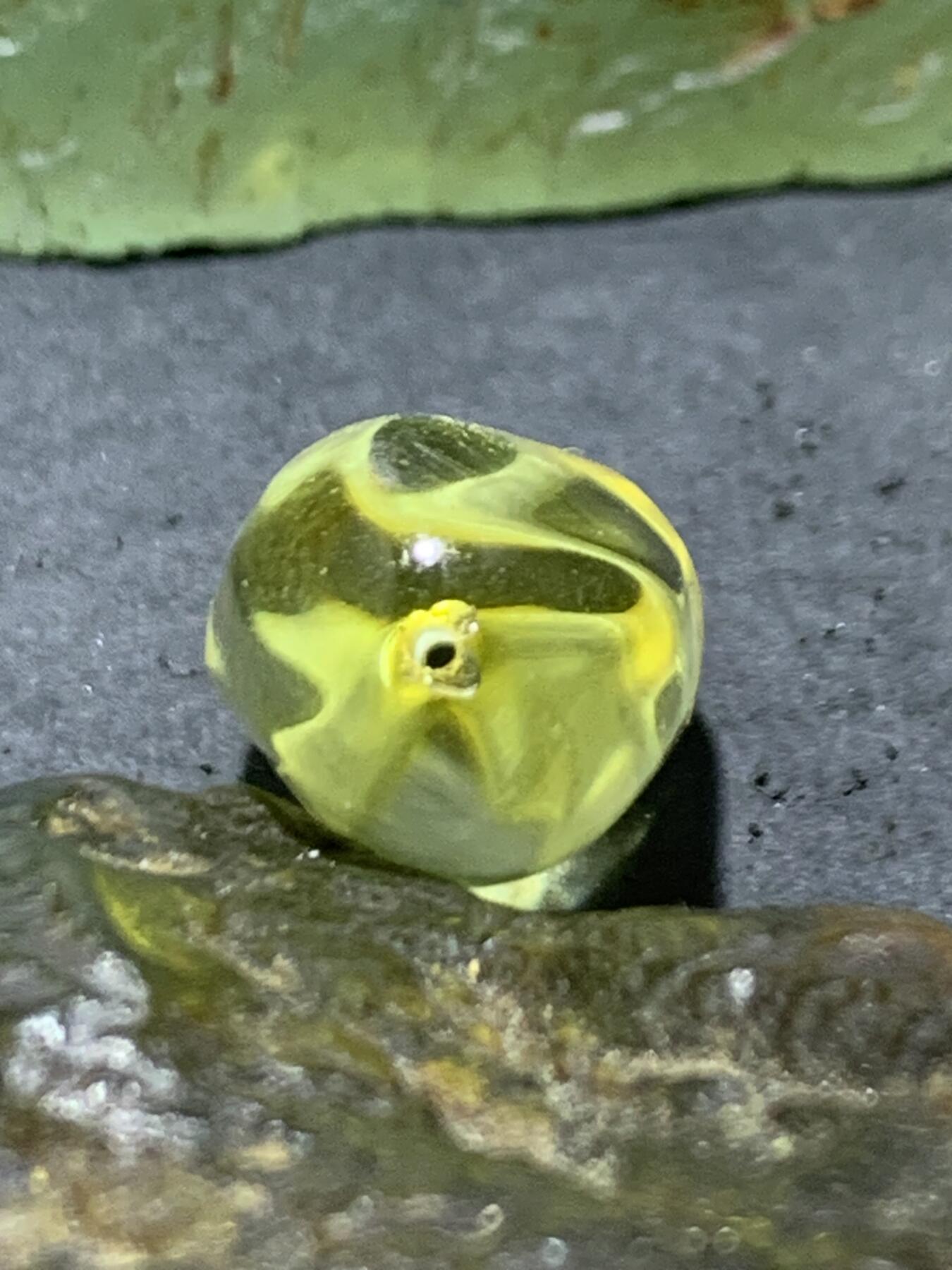 精美天然乌克兰原矿金珀随形珠一个