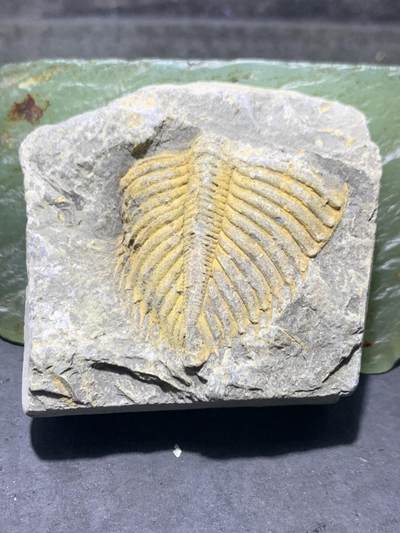 精美天然湘西三叶虫尾巴化石王冠虫张氏虫古生物化石标本原石一颗， - 精美天然湘西三叶虫尾巴化石王冠虫张氏虫古生物化石标本原石一颗，