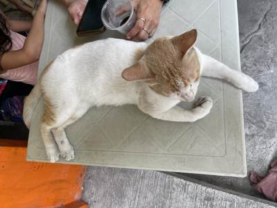 新版本菲律宾比索 小 中 大面值 新版本菲律宾比索 小 中 大面值