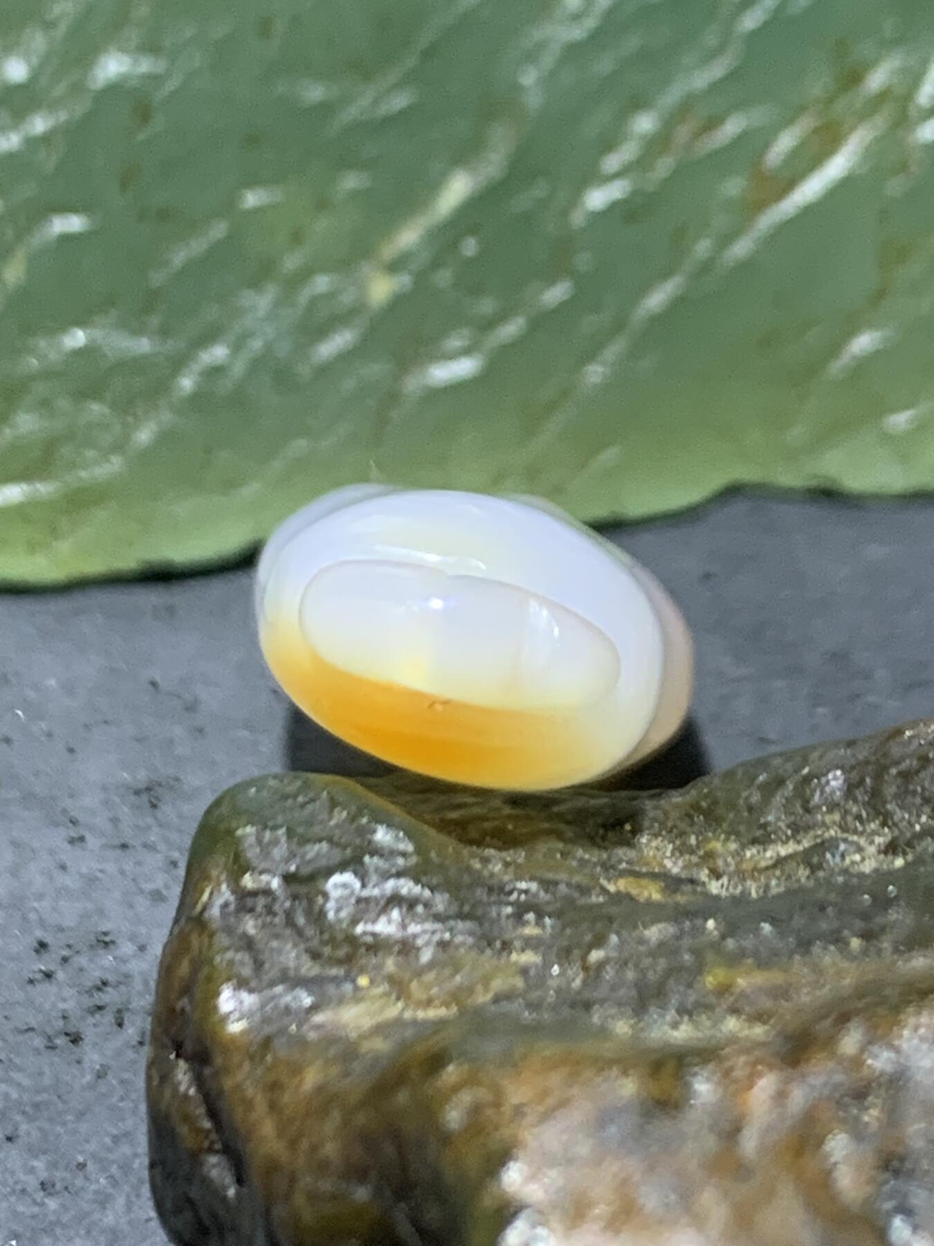 精美高玉化亚光海洋玉髓手工俏色巧雕白菜吊坠一个！
