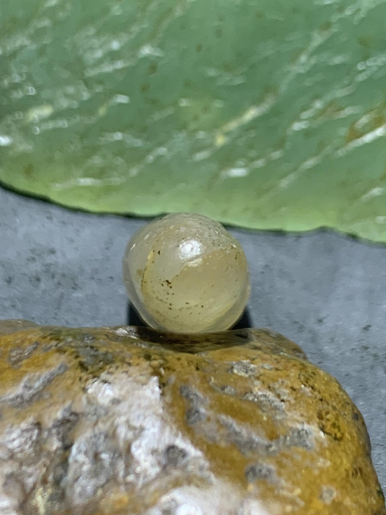 放福利！精美天然戈壁阿拉善黑糖心玛瑙象形蝌蚪原石一颗，