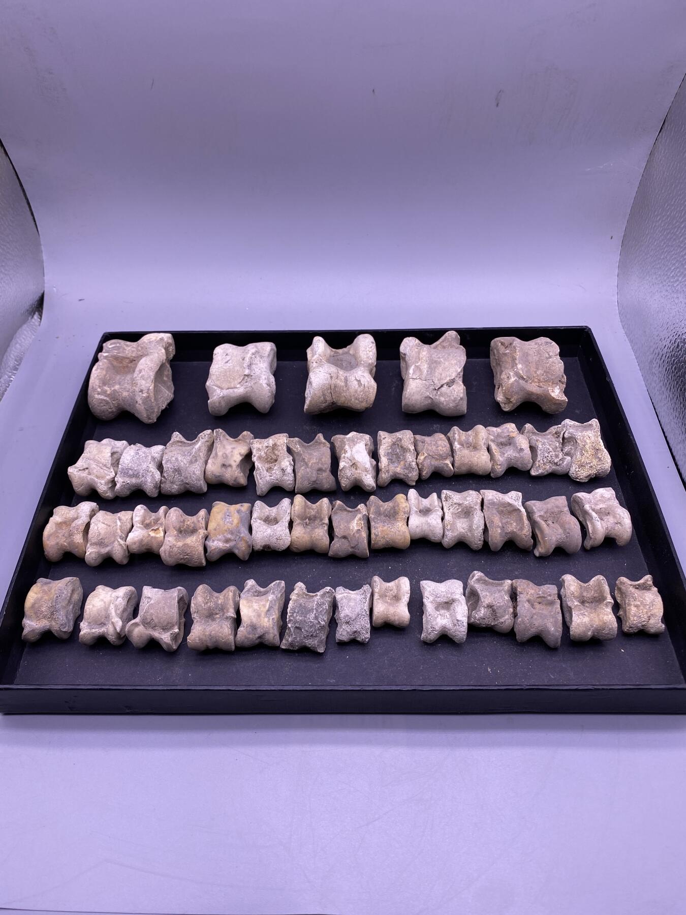 辽金遗址所出骨头嘎啦哈45个，尺寸2.7-6.3厘米，品相如图，200包快递