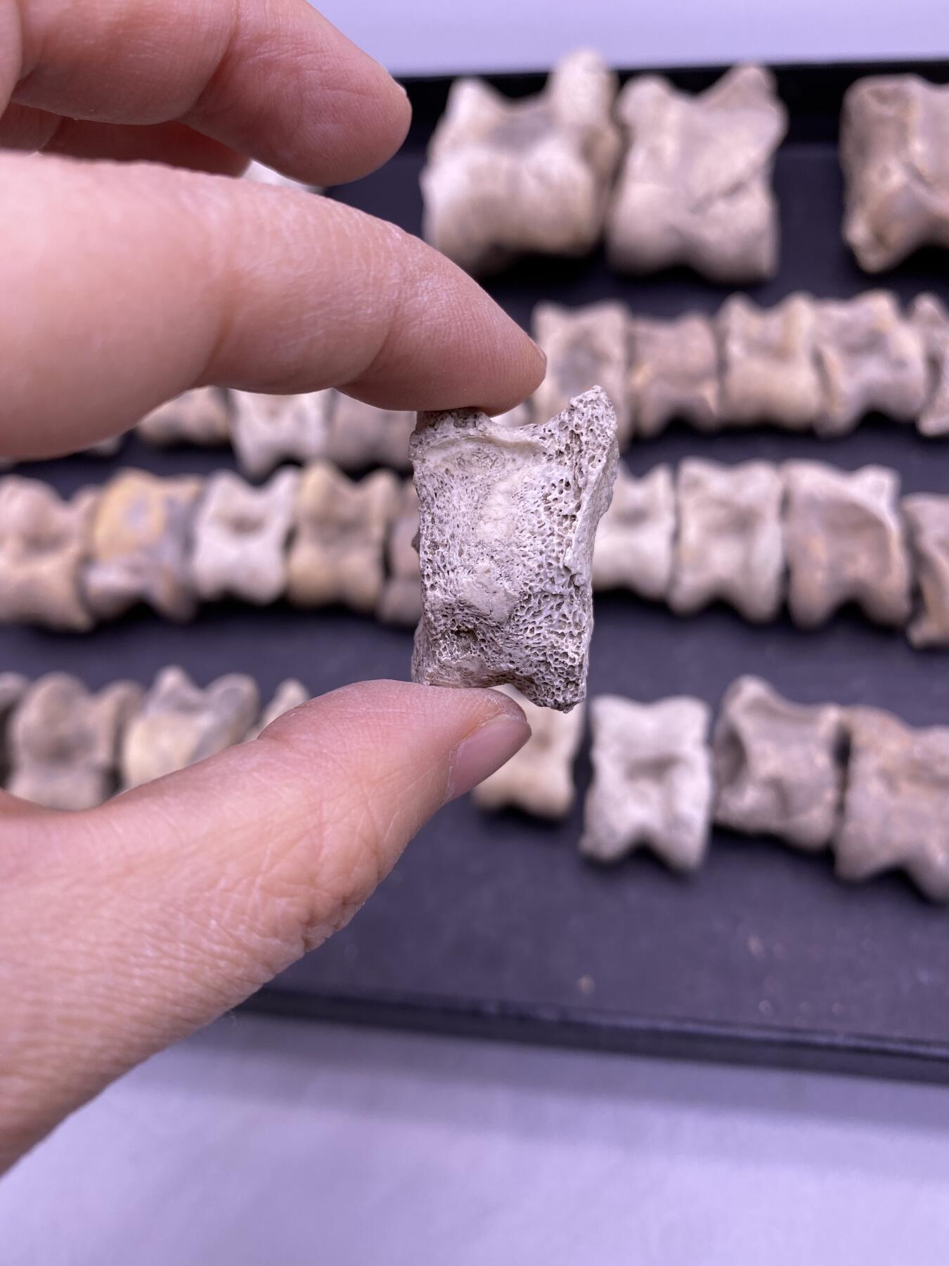 辽金遗址所出骨头嘎啦哈45个，尺寸2.7-6.3厘米，品相如图，200包快递