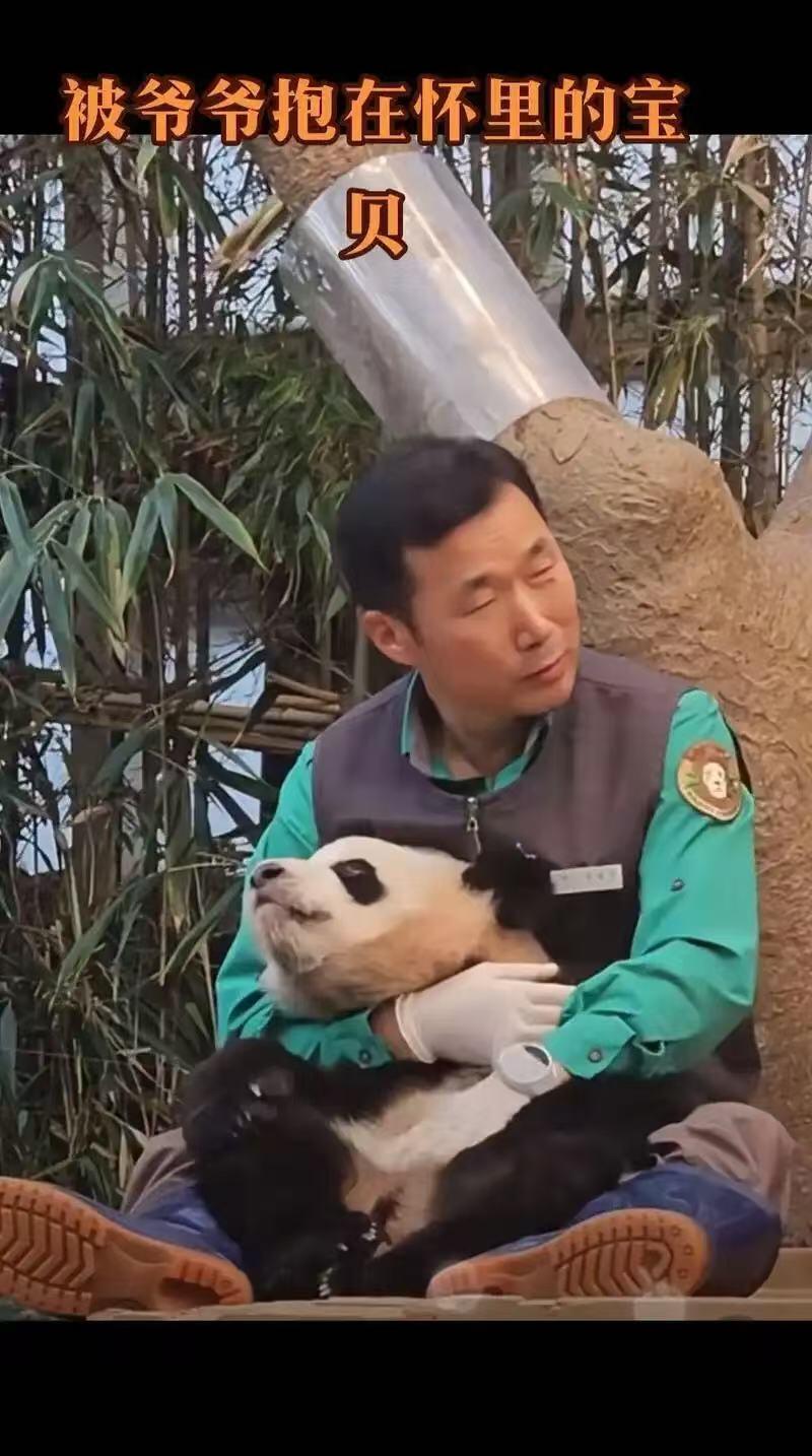 零元拍：深受爱戴的福宝饲养员“姜爷爷”亲笔签名《福宝永远爱你》！爱宝乐园不签名的都代购不到了，更别说签名版，赶紧行动给你的爱人拿下这最浪漫的圣诞礼物！🎄🎁🐼 