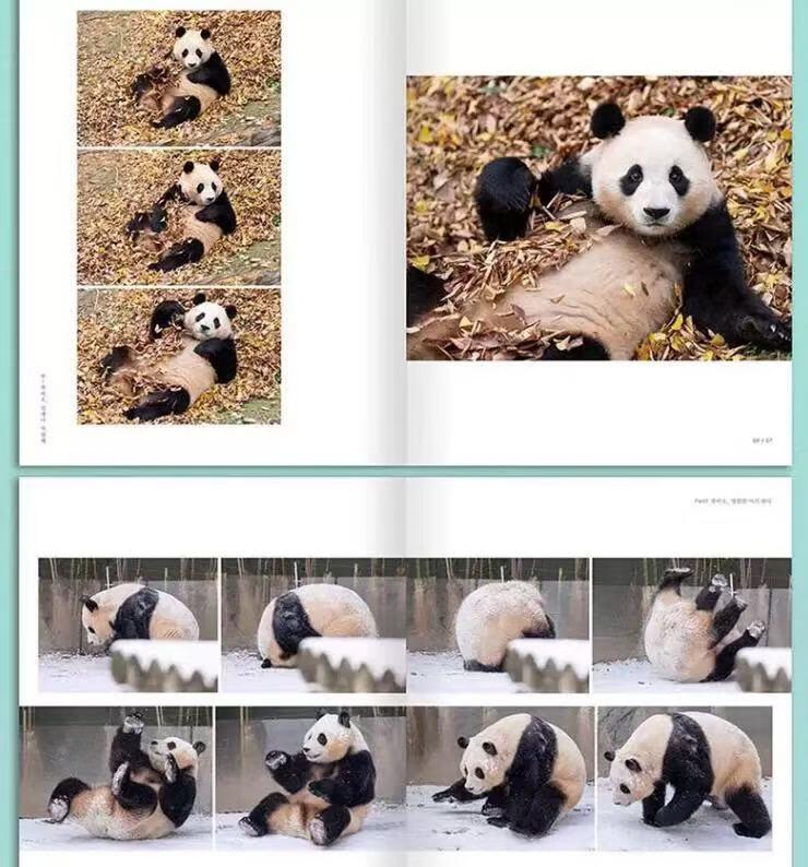 零元拍：深受爱戴的福宝饲养员“姜爷爷”亲笔签名《福宝永远爱你》！爱宝乐园不签名的都代购不到了，更别说签名版，赶紧行动给你的爱人拿下这最浪漫的圣诞礼物！🎄🎁🐼 