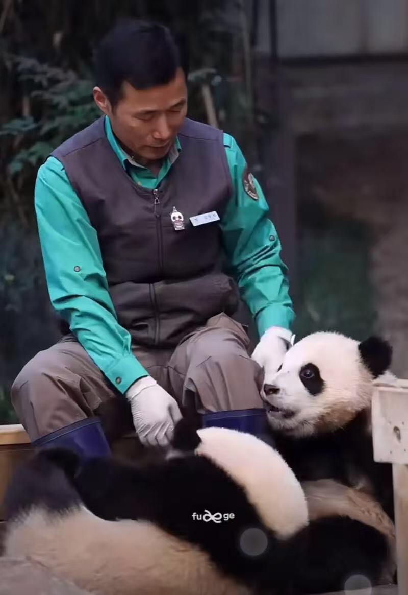 零元拍：深受爱戴的福宝饲养员“姜爷爷”亲笔签名《福宝永远爱你》！爱宝乐园不签名的都代购不到了，更别说签名版，赶紧行动给你的爱人拿下这最浪漫的圣诞礼物！🎄🎁🐼 