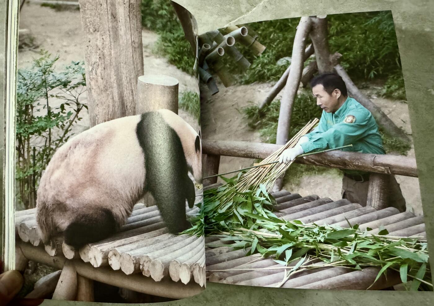 零元拍：深受爱戴的福宝饲养员“姜爷爷”亲笔签名《福宝永远爱你》！爱宝乐园不签名的都代购不到了，更别说签名版，赶紧行动给你的爱人拿下这最浪漫的圣诞礼物！🎄🎁🐼 