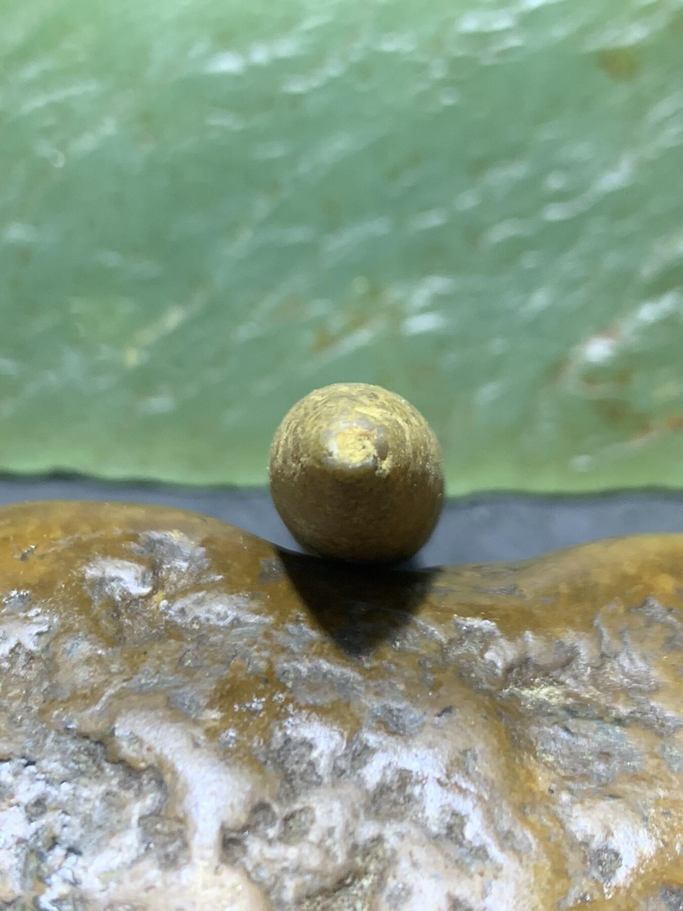 精美天然箭石震笔石震旦角石喇叭角石古生物化石原石一颗，