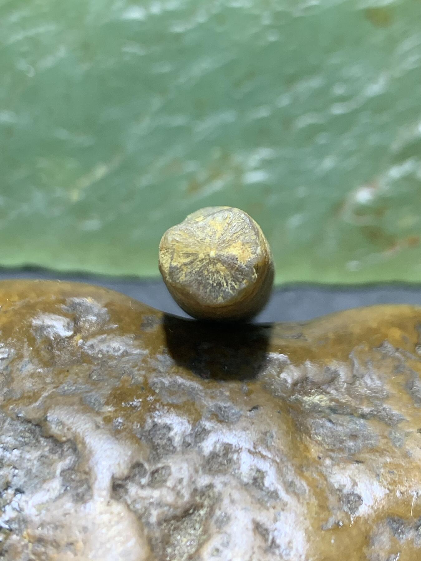 精美天然箭石震笔石震旦角石喇叭角石古生物化石原石一颗，