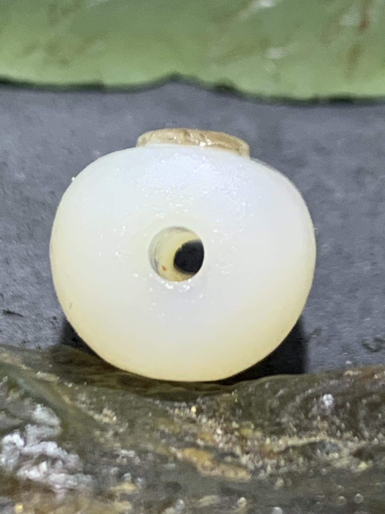 精美亚光高玉化海洋玉髓手工俏色巧雕喜鹊报喜随形直桶，桶珠一个！，