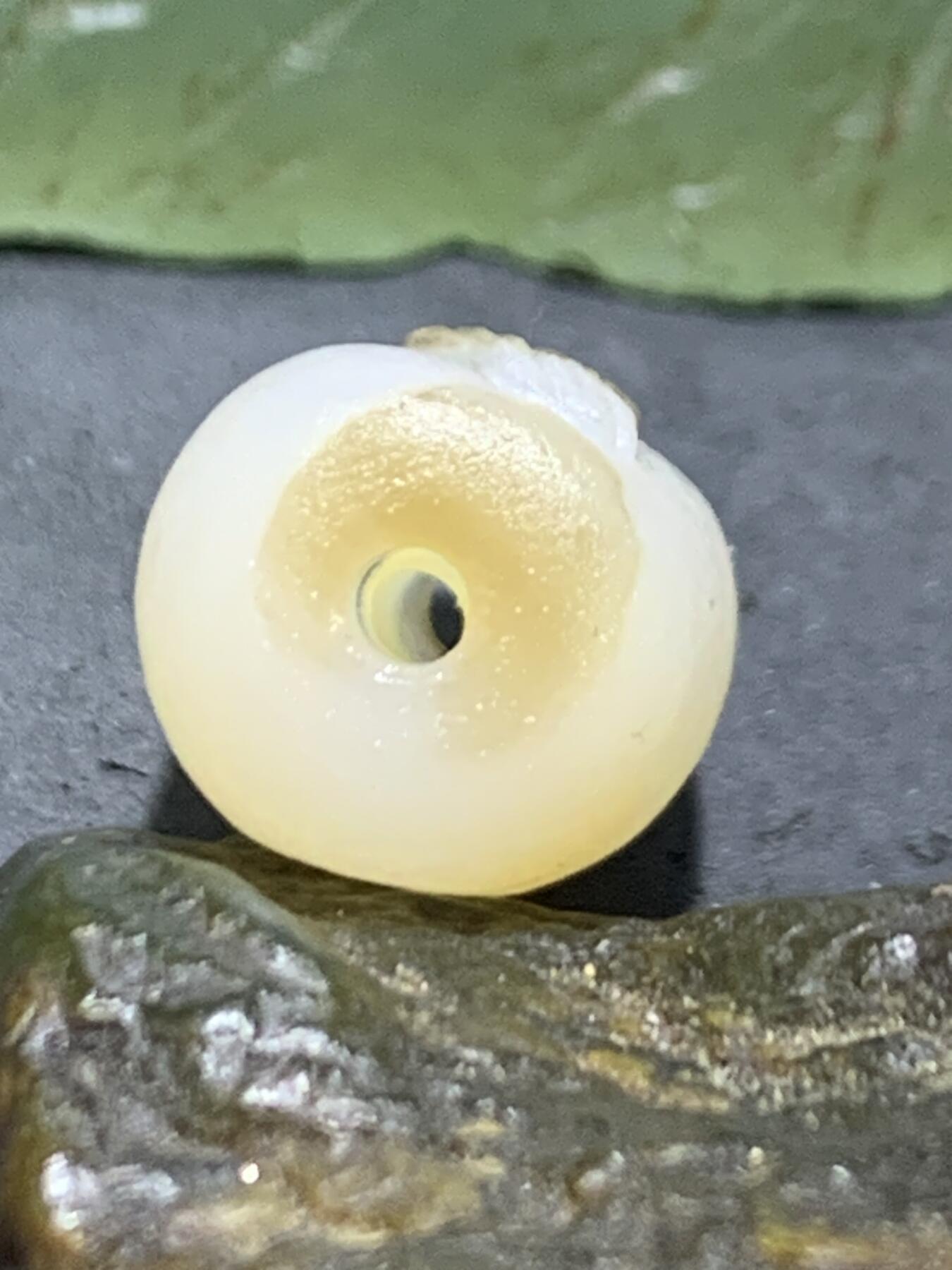 精美亚光高玉化海洋玉髓手工俏色巧雕喜鹊报喜随形直桶，桶珠一个！，