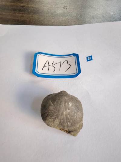 年末化石处理0元起拍 - 活在，4.5亿年的奥陶纪至侏罗纪的石燕化石，