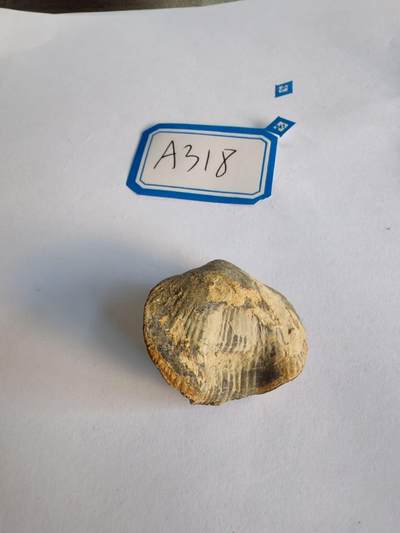 年末化石处理0元起拍 - 活在，4.5亿年的奥陶纪至侏罗纪的石燕化石，