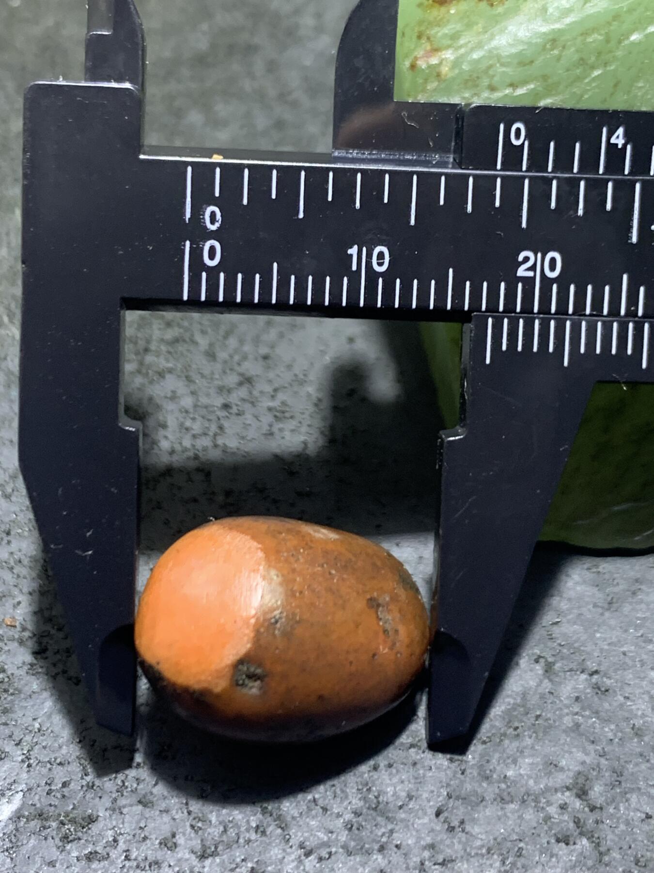 精美红皮原皮开窗料南红玛瑙原石一颗，