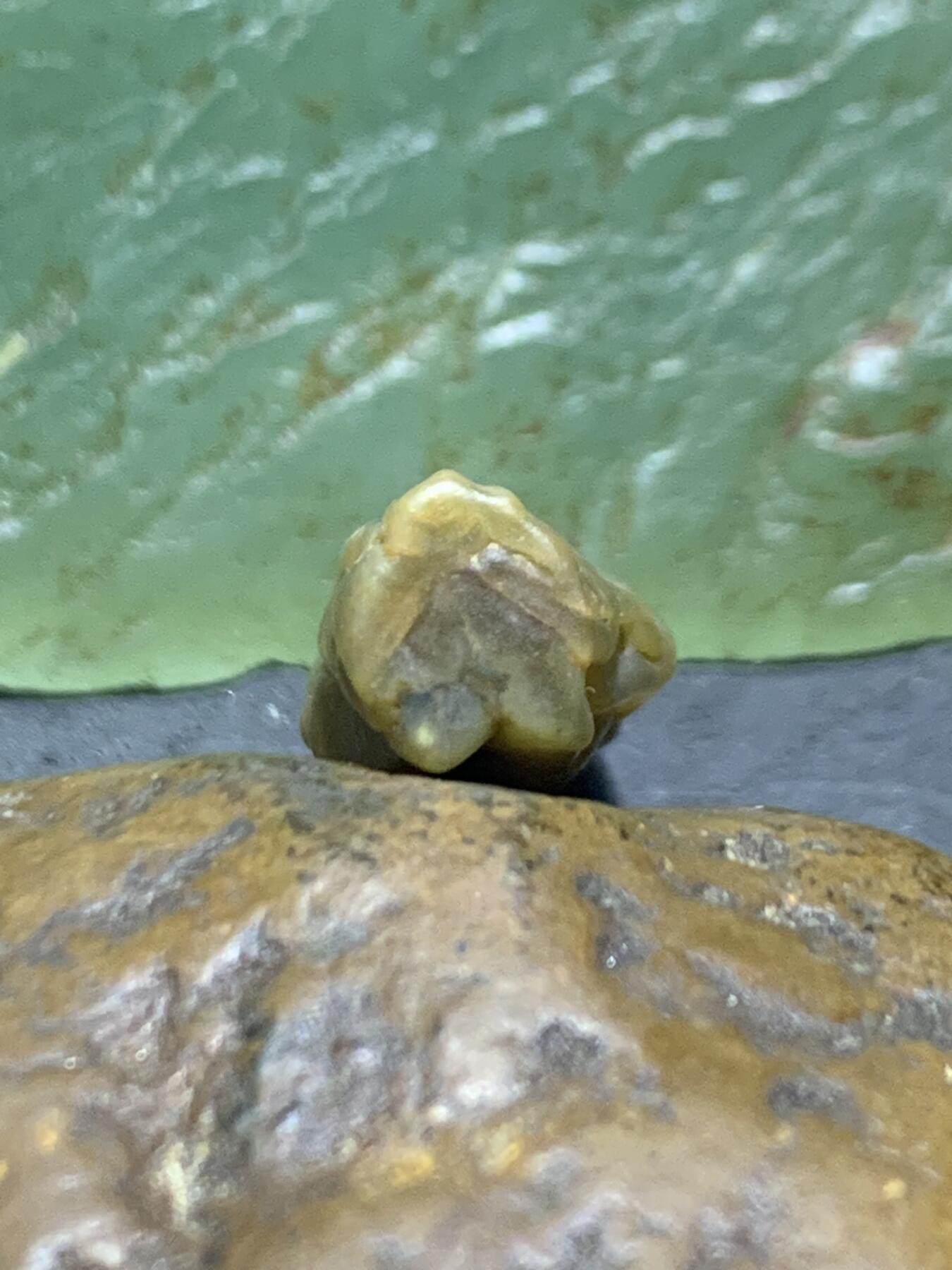 精美高玉化阿拉善立体筋脉石玛瑙原石一颗