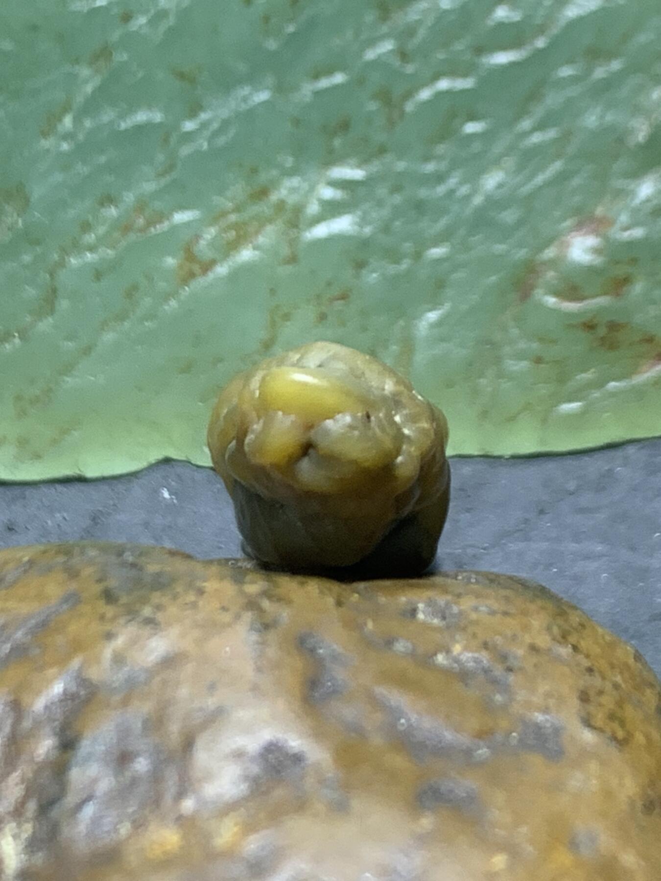 精美高玉化阿拉善立体筋脉石玛瑙原石一颗